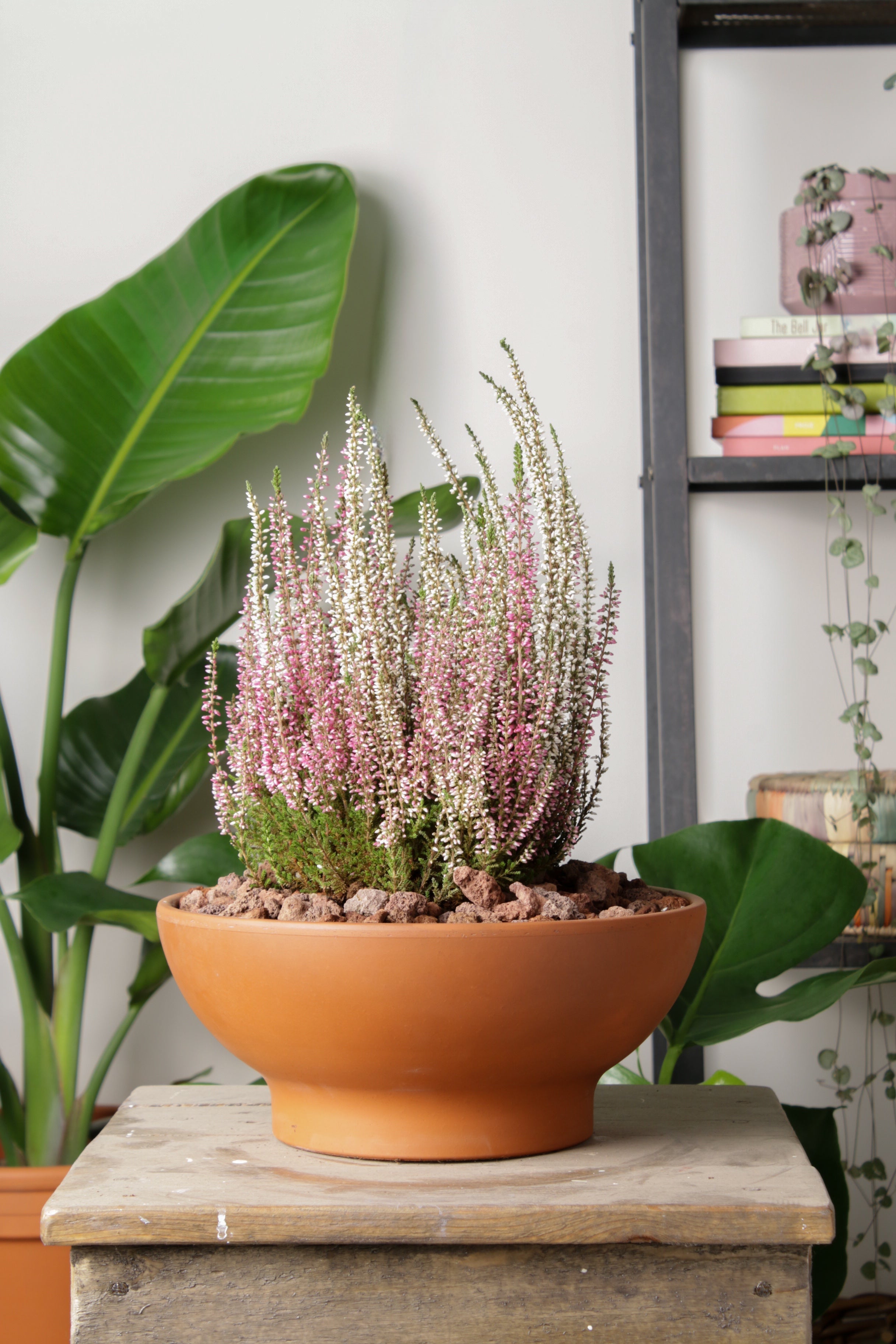 Jungleous-Bowl Saksı 26 cm-Saksı-3-Milagron.com