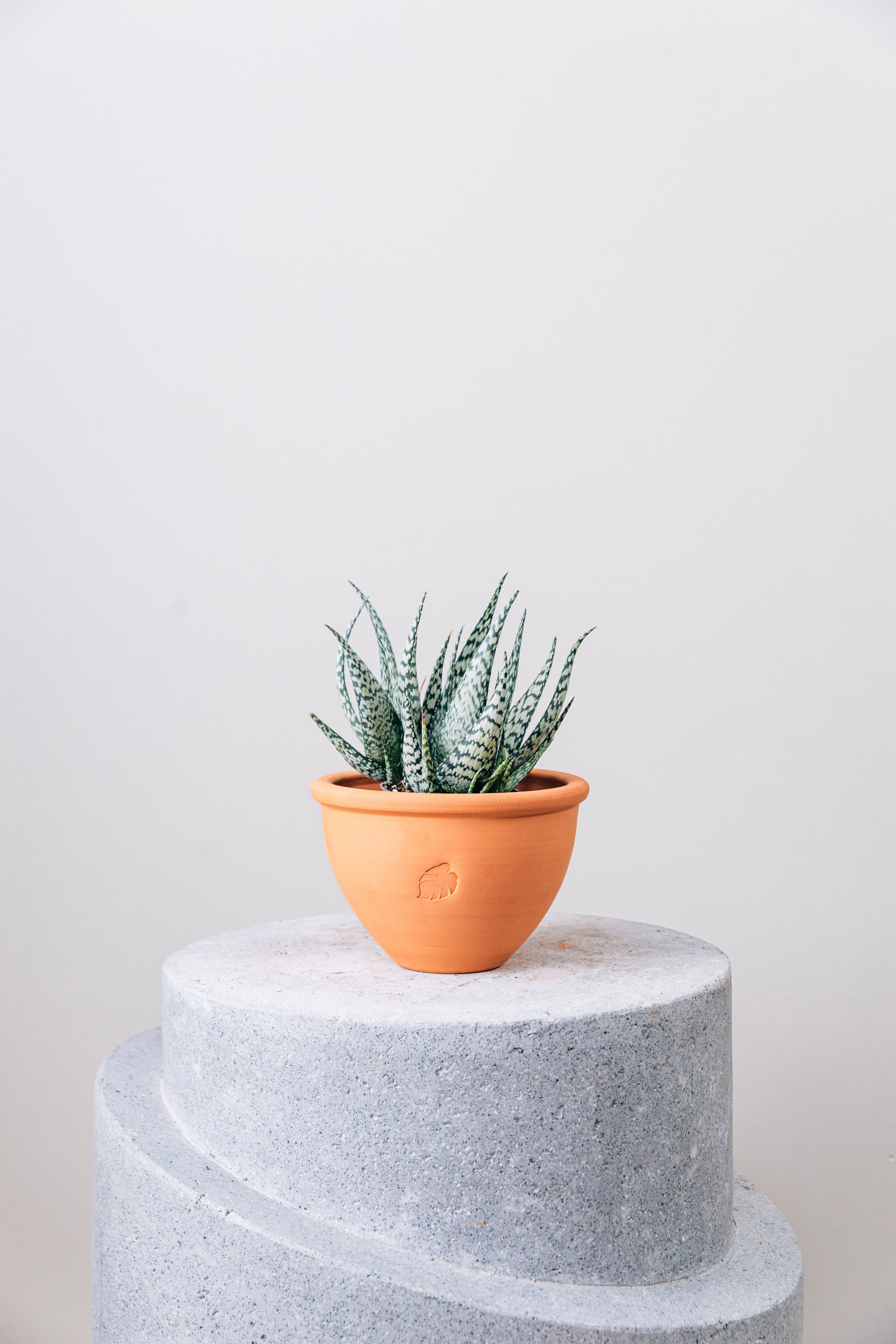 Jungleous-Çanak Saksı Küçük (Tabaklı)-Saksı-1-Milagron.com