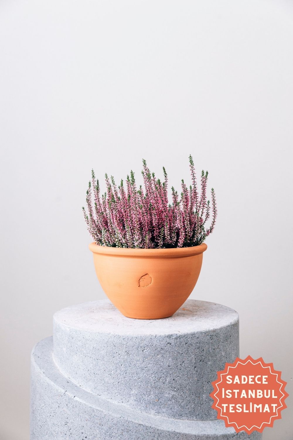 Jungleous Çanak Saksı Orta (Tabaklı) Saksı | Milagron