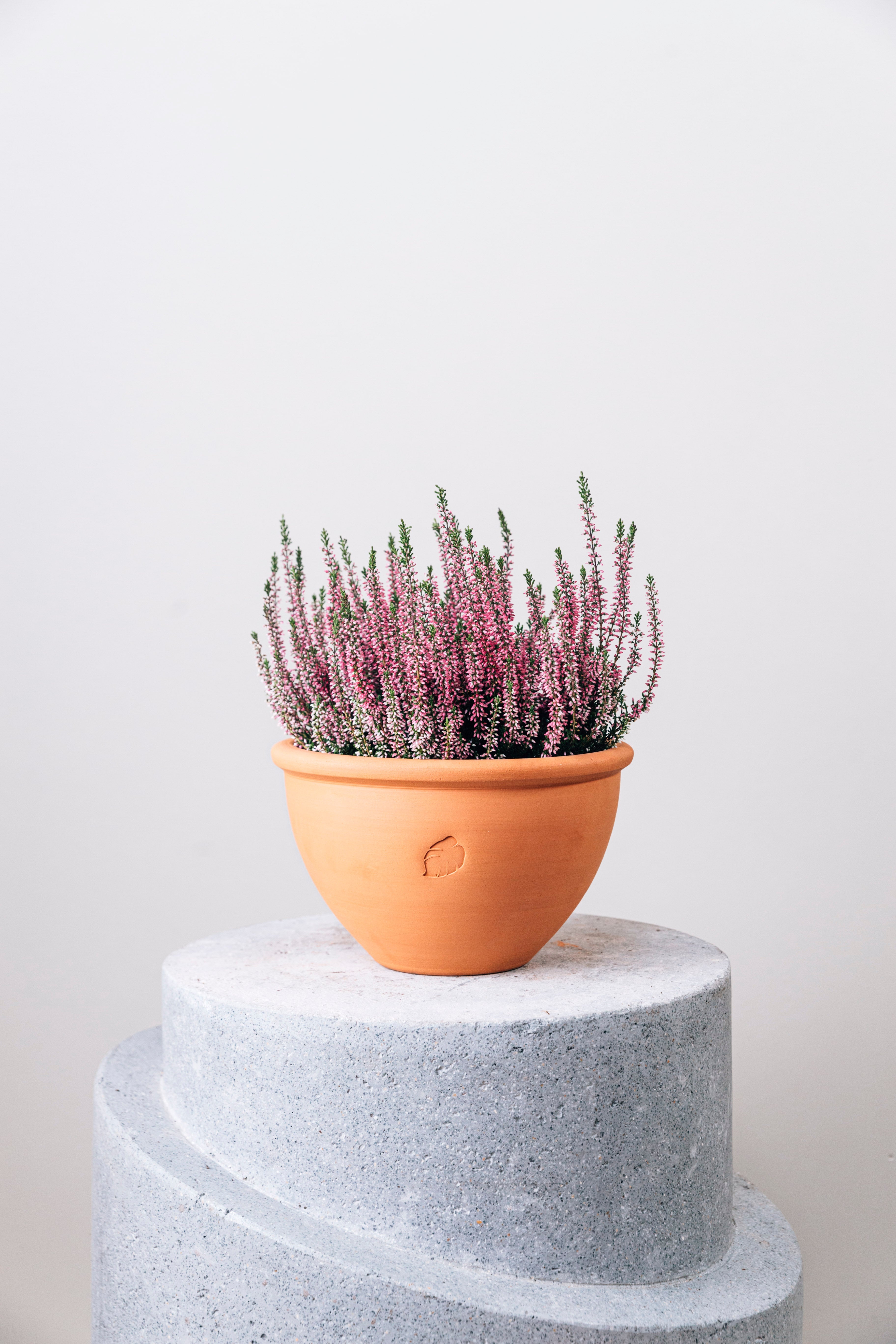 Jungleous-Çanak Saksı Orta (Tabaklı)-Saksı-2-Milagron.com