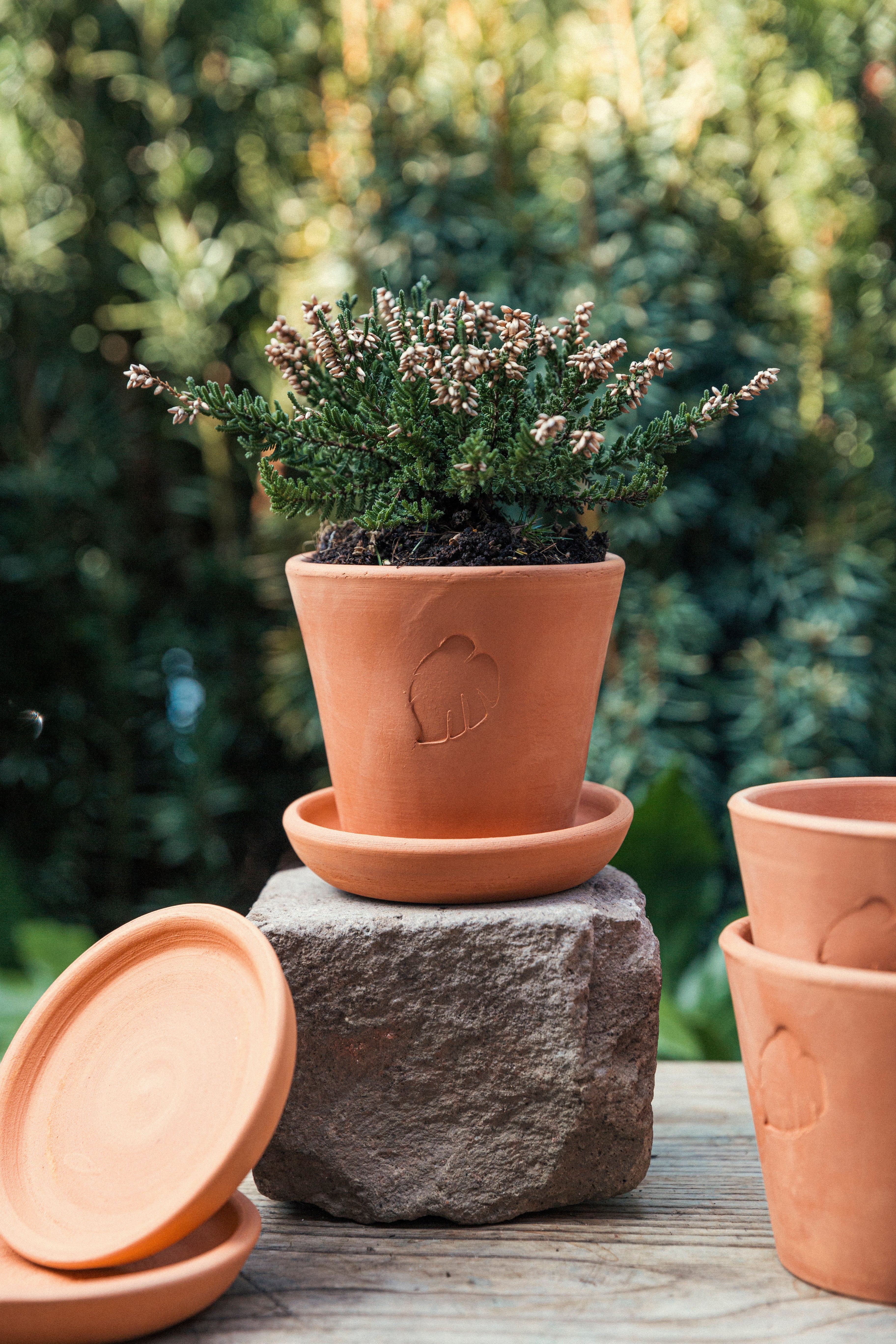 Jungleous-Clay Saksı 10 cm (Tabaklı)-Saksı-5-Milagron.com