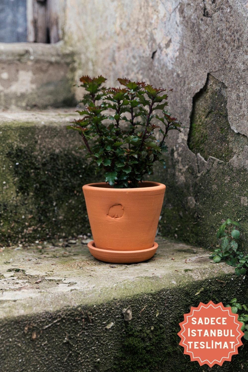 Jungleous-Clay Saksı 14 cm (Tabaklı)-Saksı-1-Milagron.com