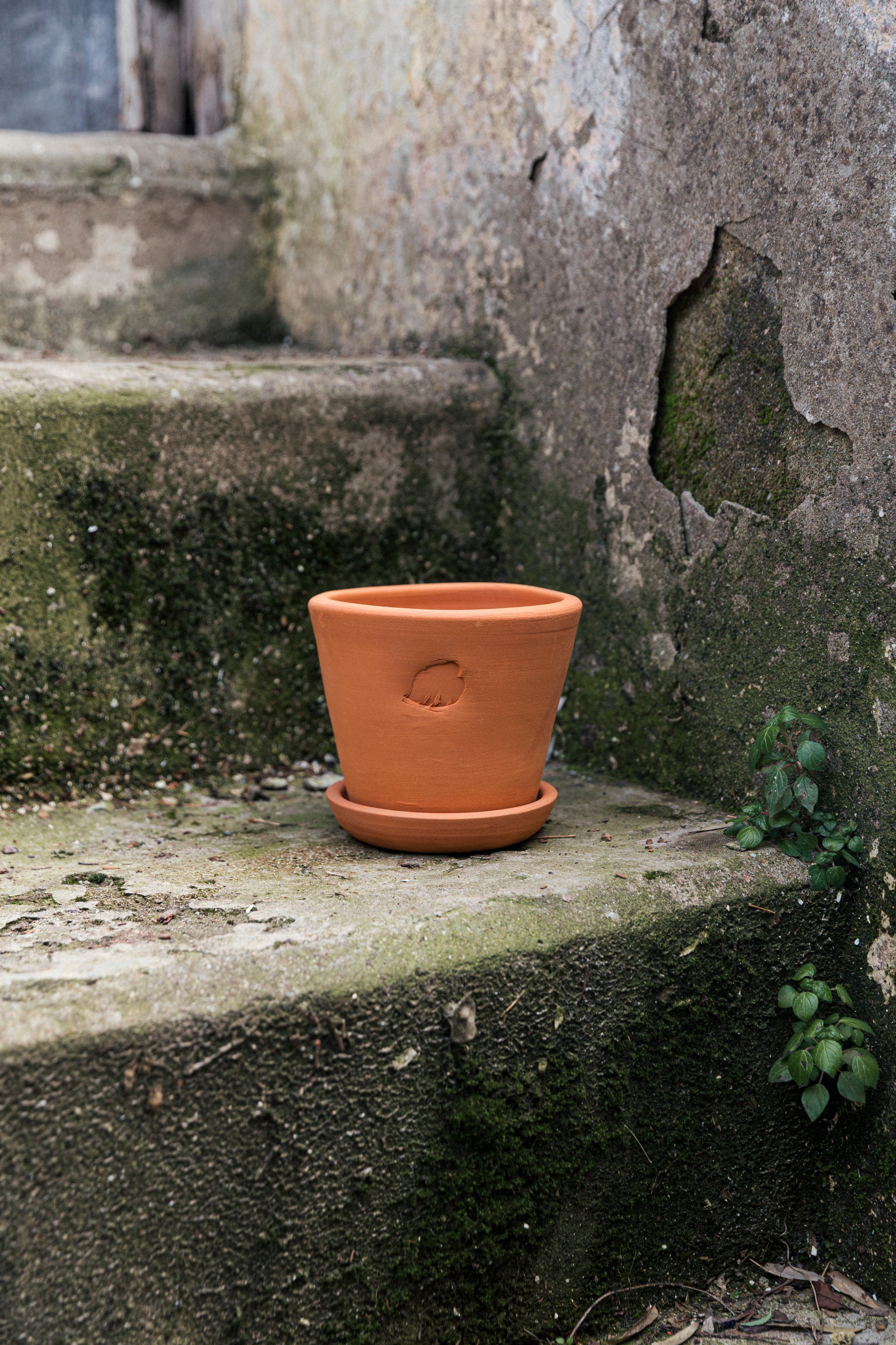 Jungleous-Clay Saksı 14 cm (Tabaklı)-Saksı-3-Milagron.com