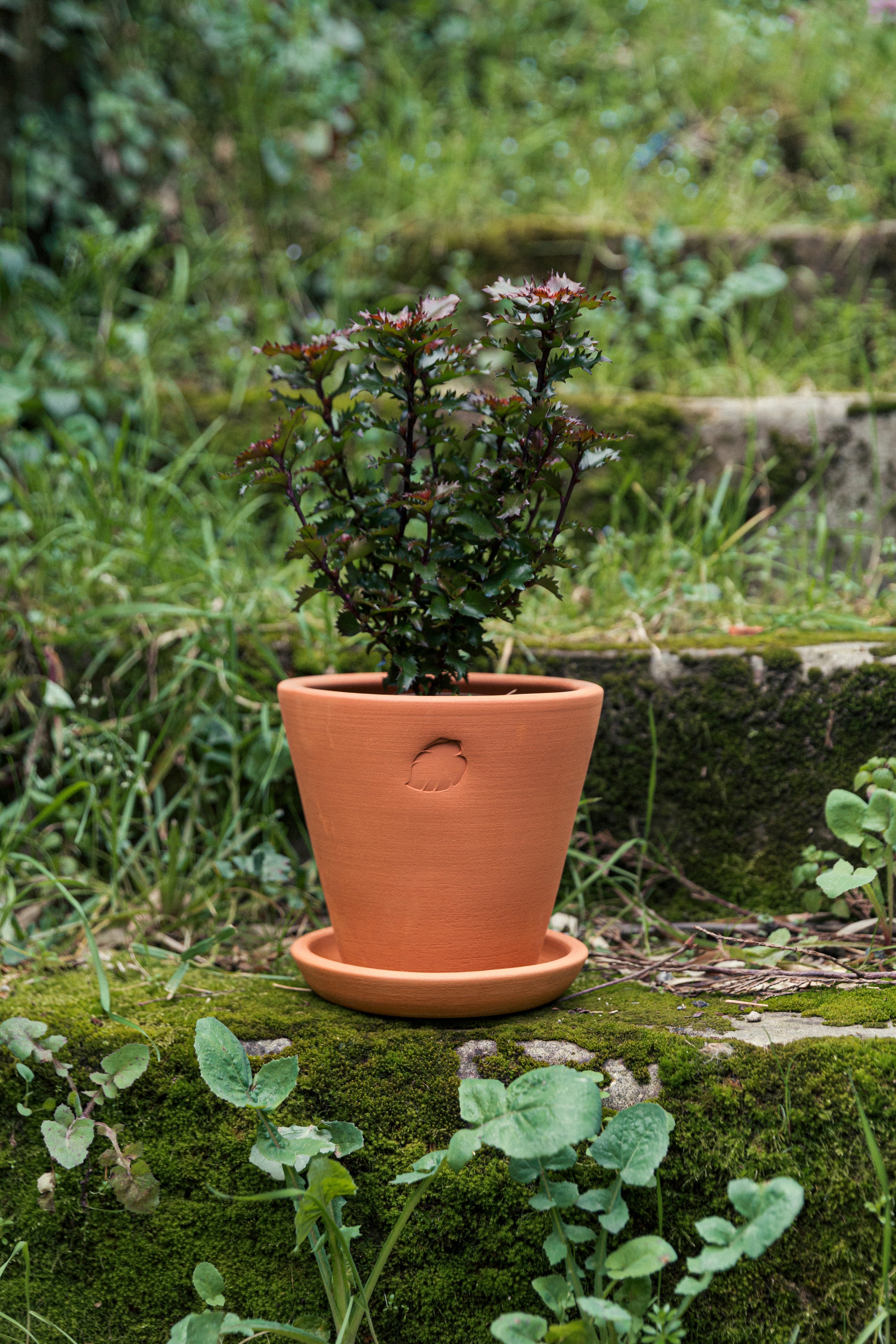 Jungleous-Clay Saksı 17 cm (Tabaklı)-Saksı-2-Milagron.com