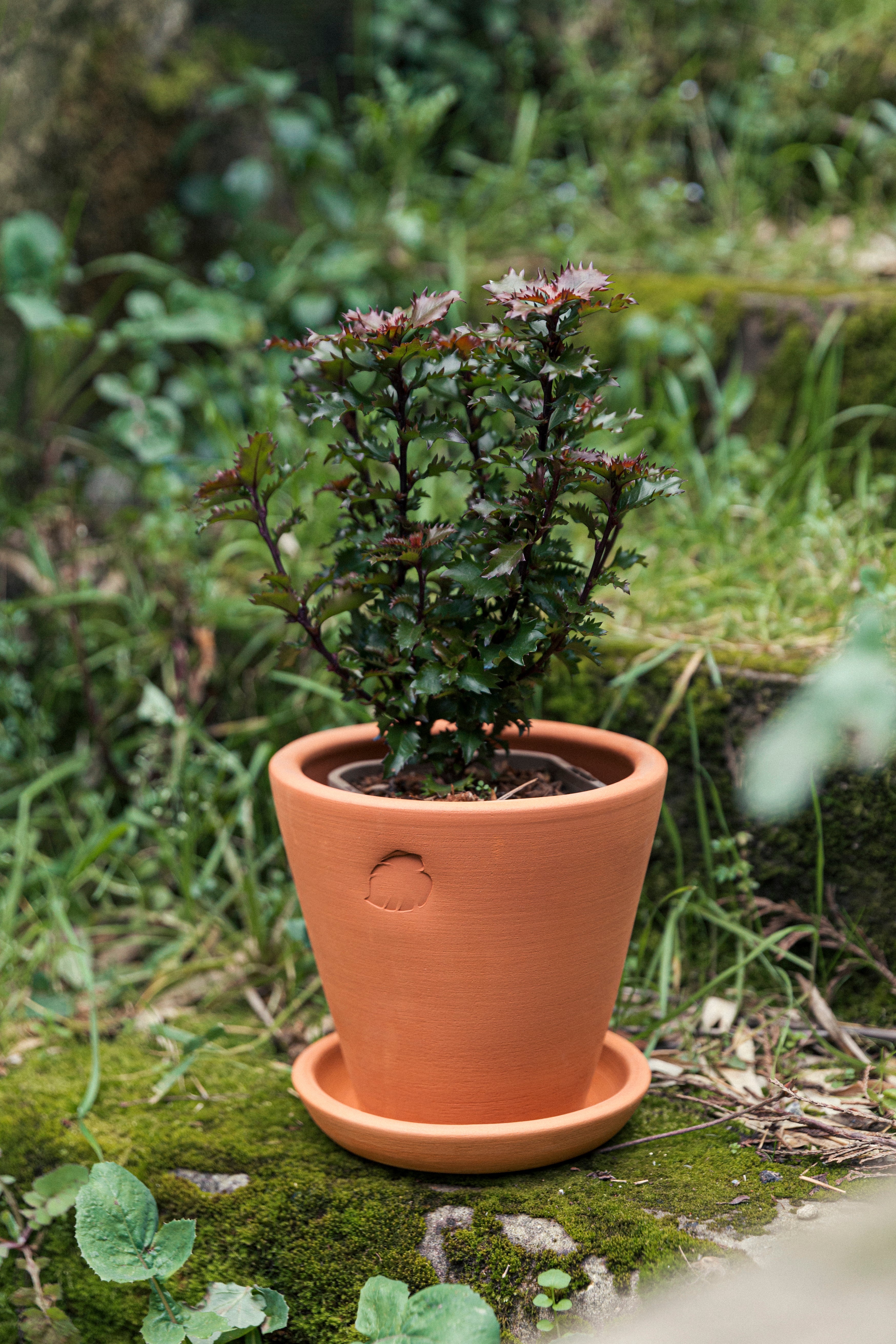 Jungleous-Clay Saksı 17 cm (Tabaklı)-Saksı-3-Milagron.com