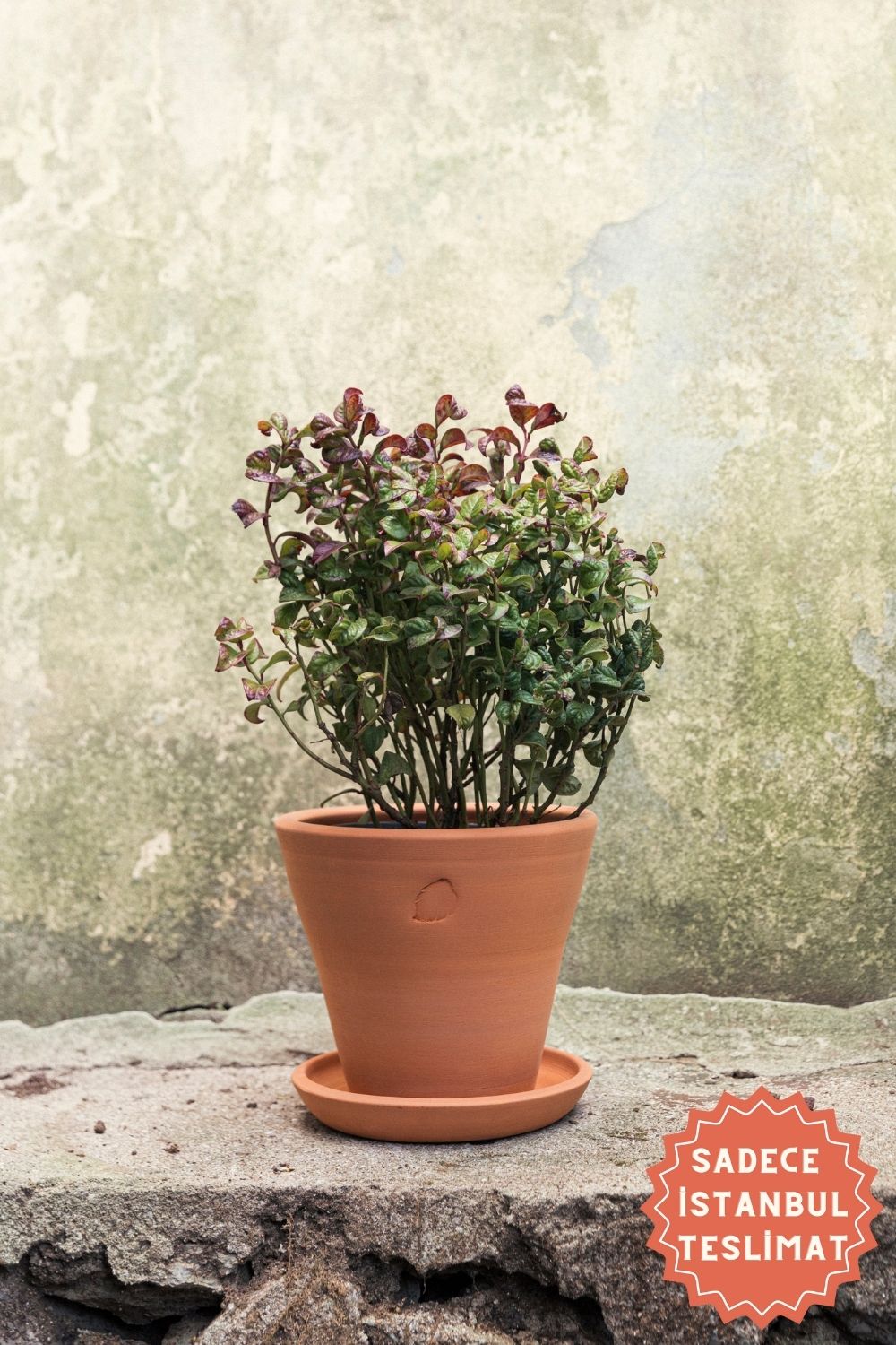 Jungleous-Clay Saksı 22 cm (Tabaklı)-Saksı-1-Milagron.com