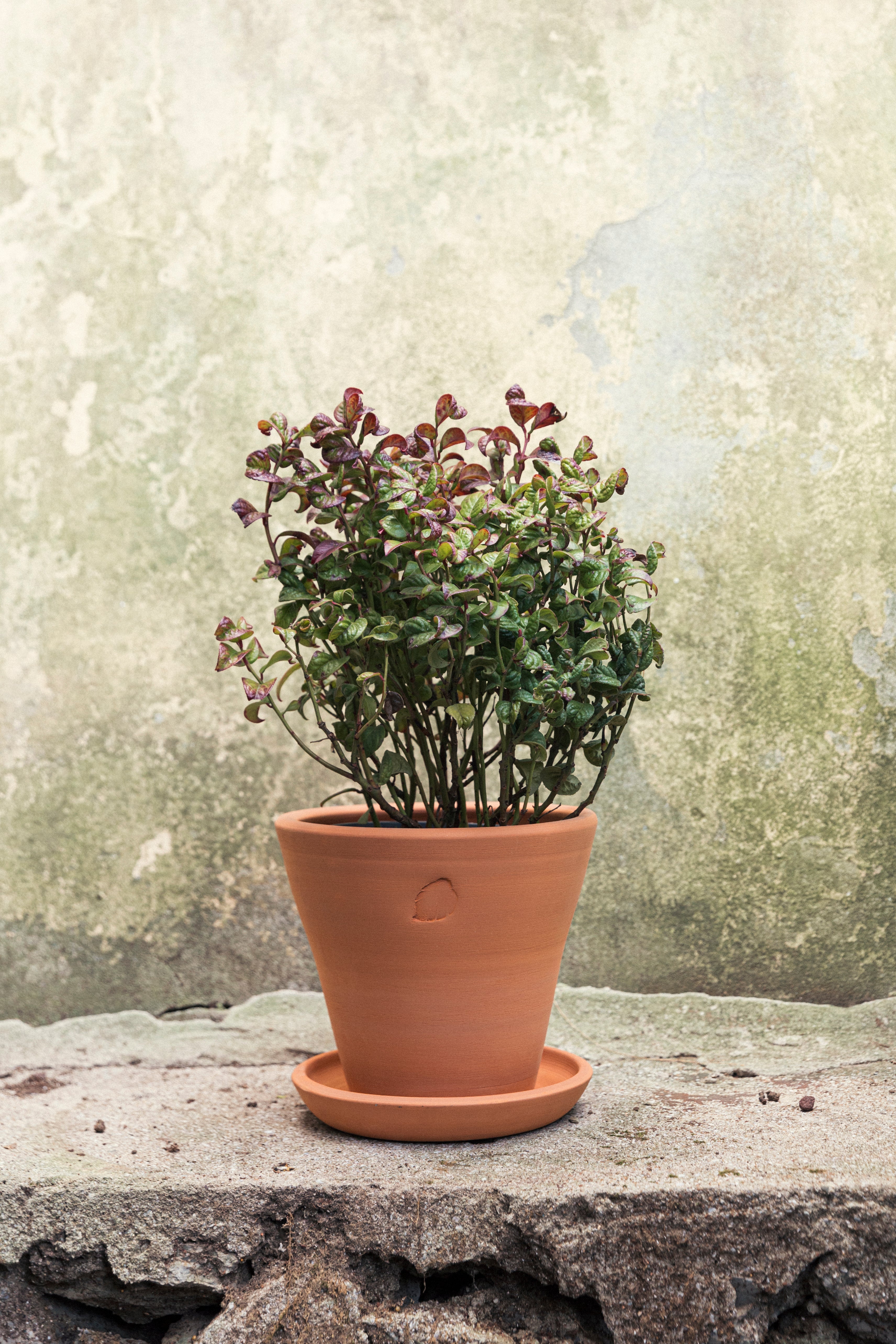 Jungleous-Clay Saksı 22 cm (Tabaklı)-Saksı-2-Milagron.com