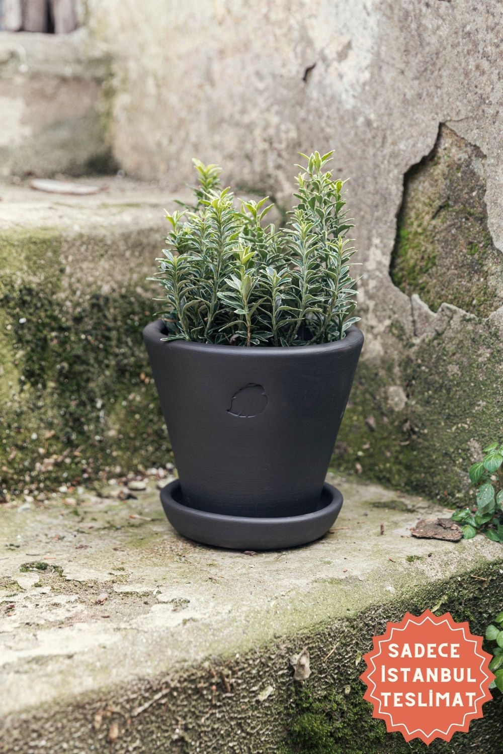 Jungleous-Coal Saksı 14 cm (Tabaklı)-Saksı-1-Milagron.com