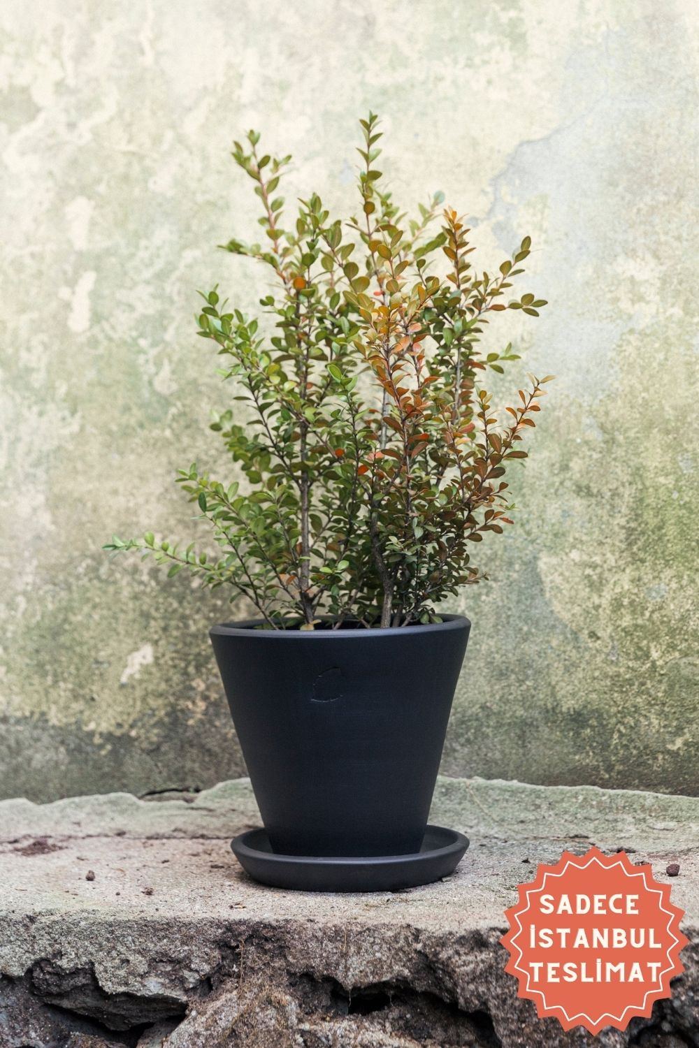 Jungleous-Coal Saksı 22 cm (Tabaklı)-Saksı-1-Milagron.com