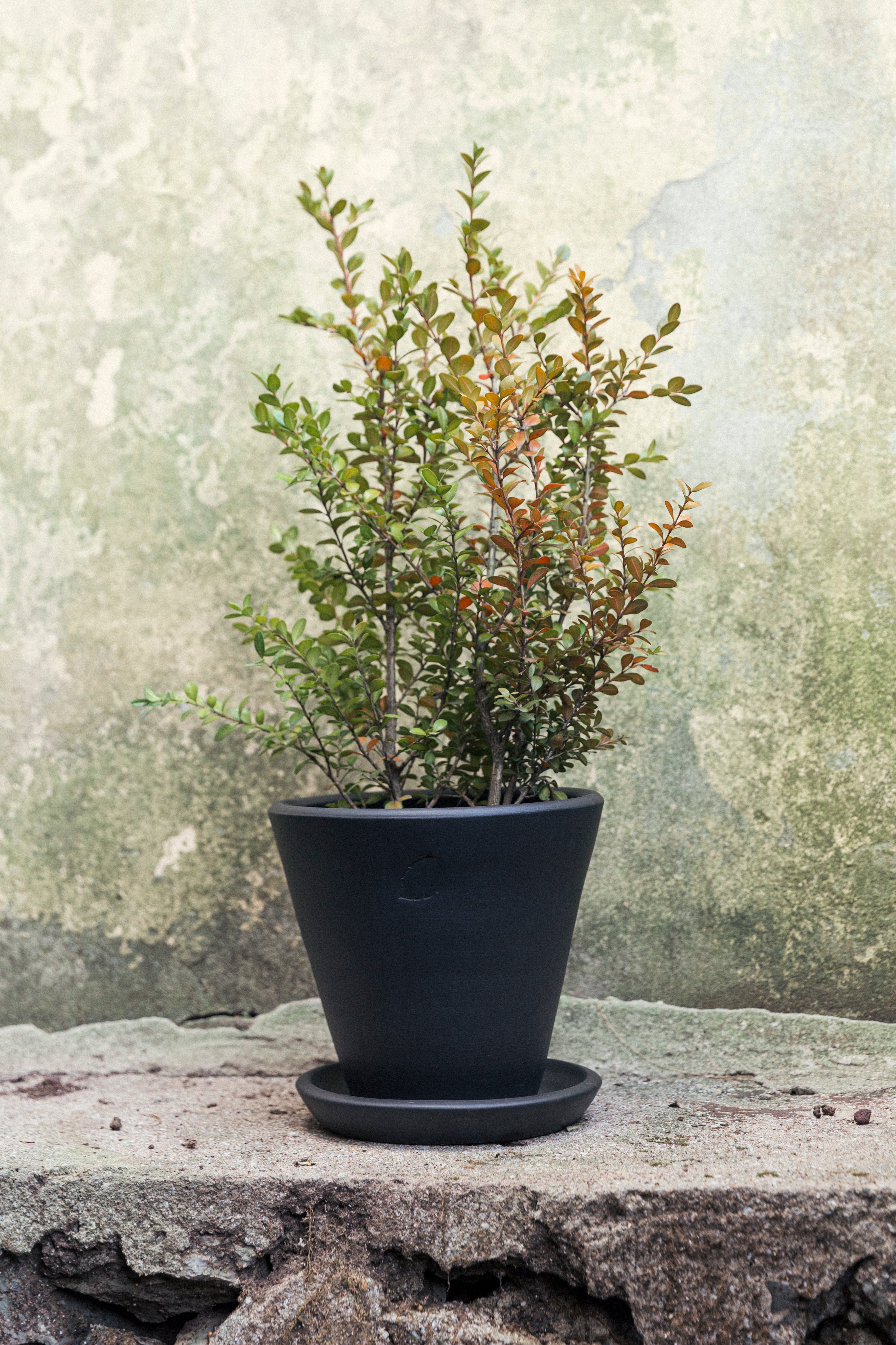 Jungleous-Coal Saksı 22 cm (Tabaklı)-Saksı-2-Milagron.com