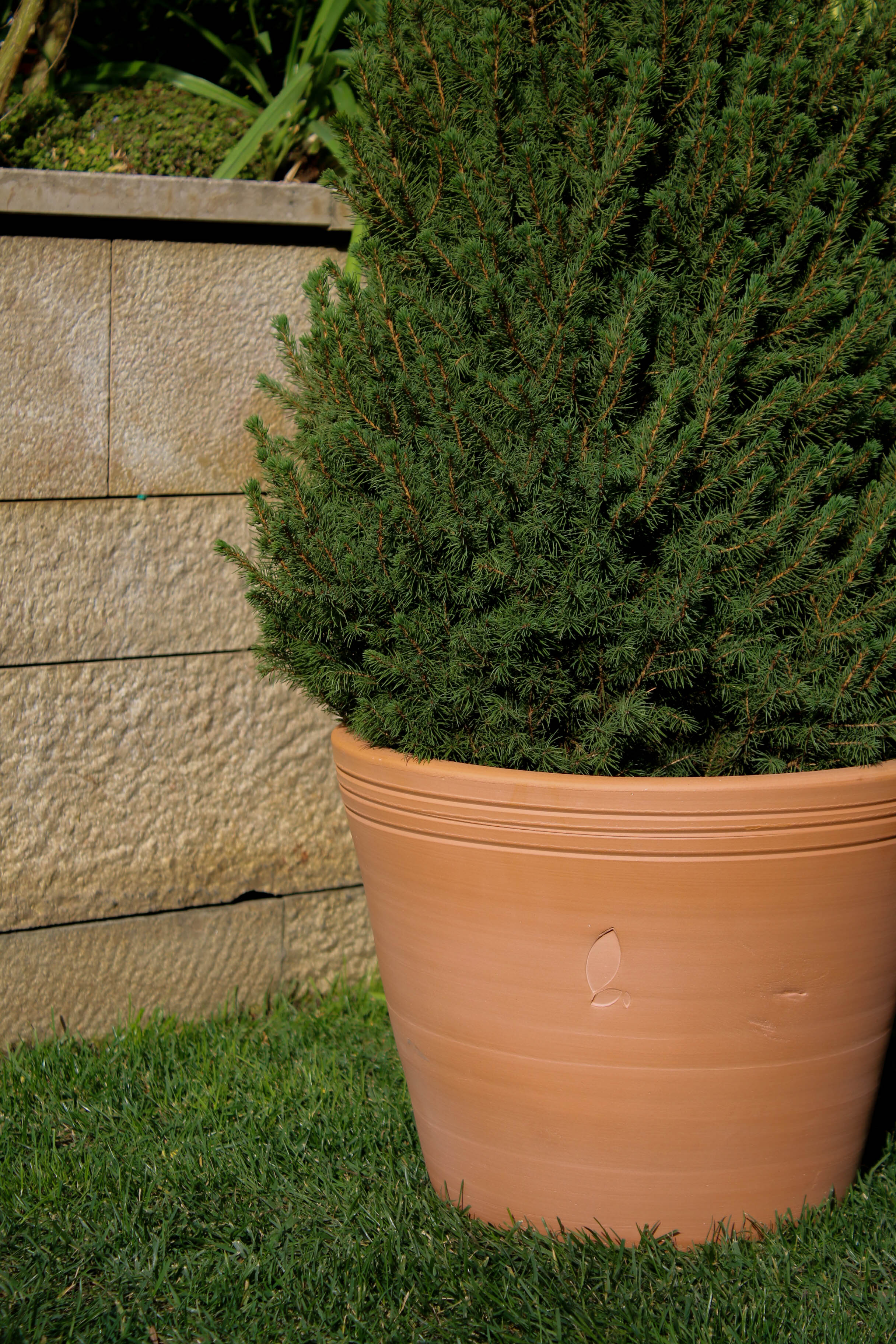 Jungleous-Cucina Saksı S-Saksı-3-Milagron.com