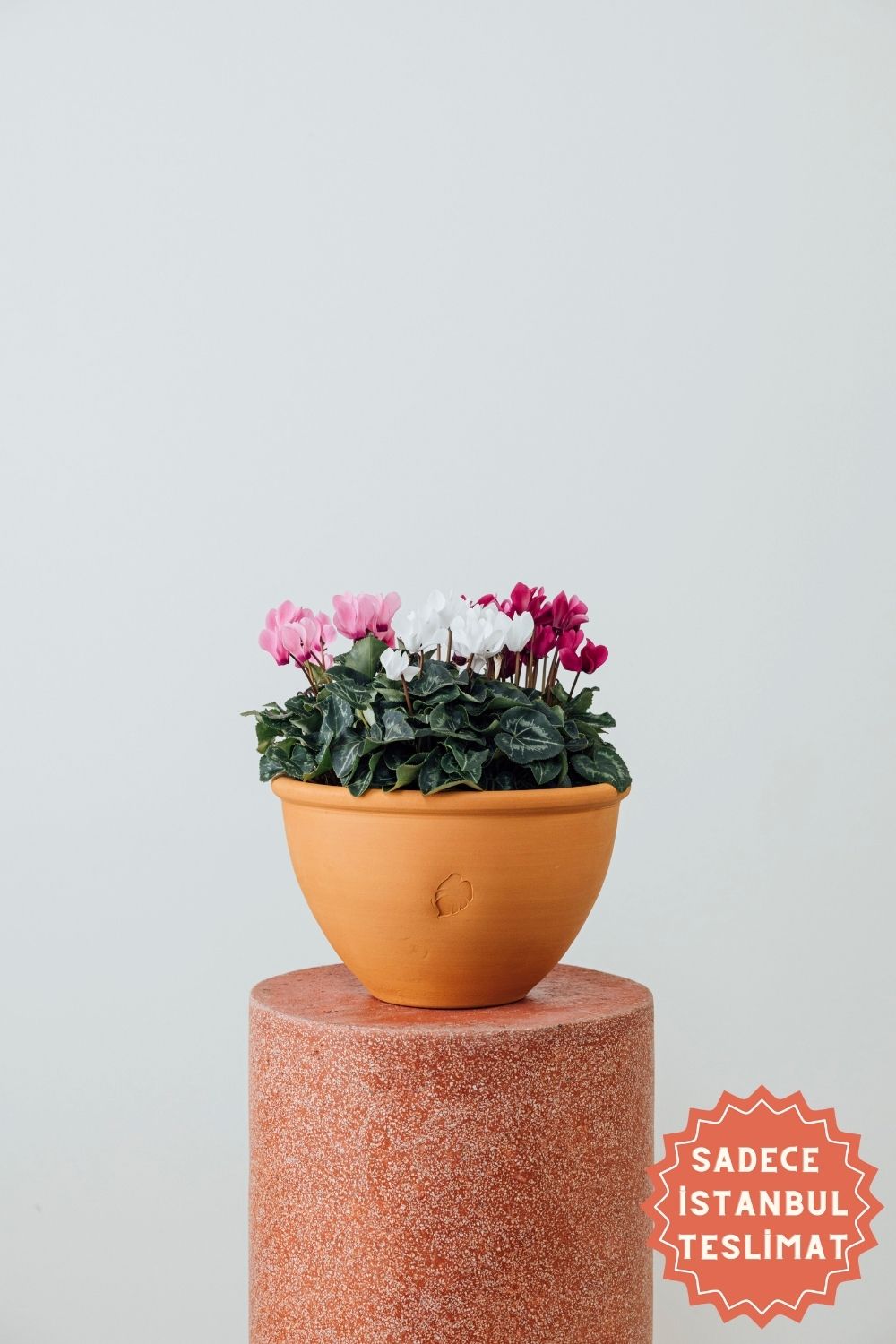Jungleous-Cup Of Cyclamen-Bitki-1-Milagron.com