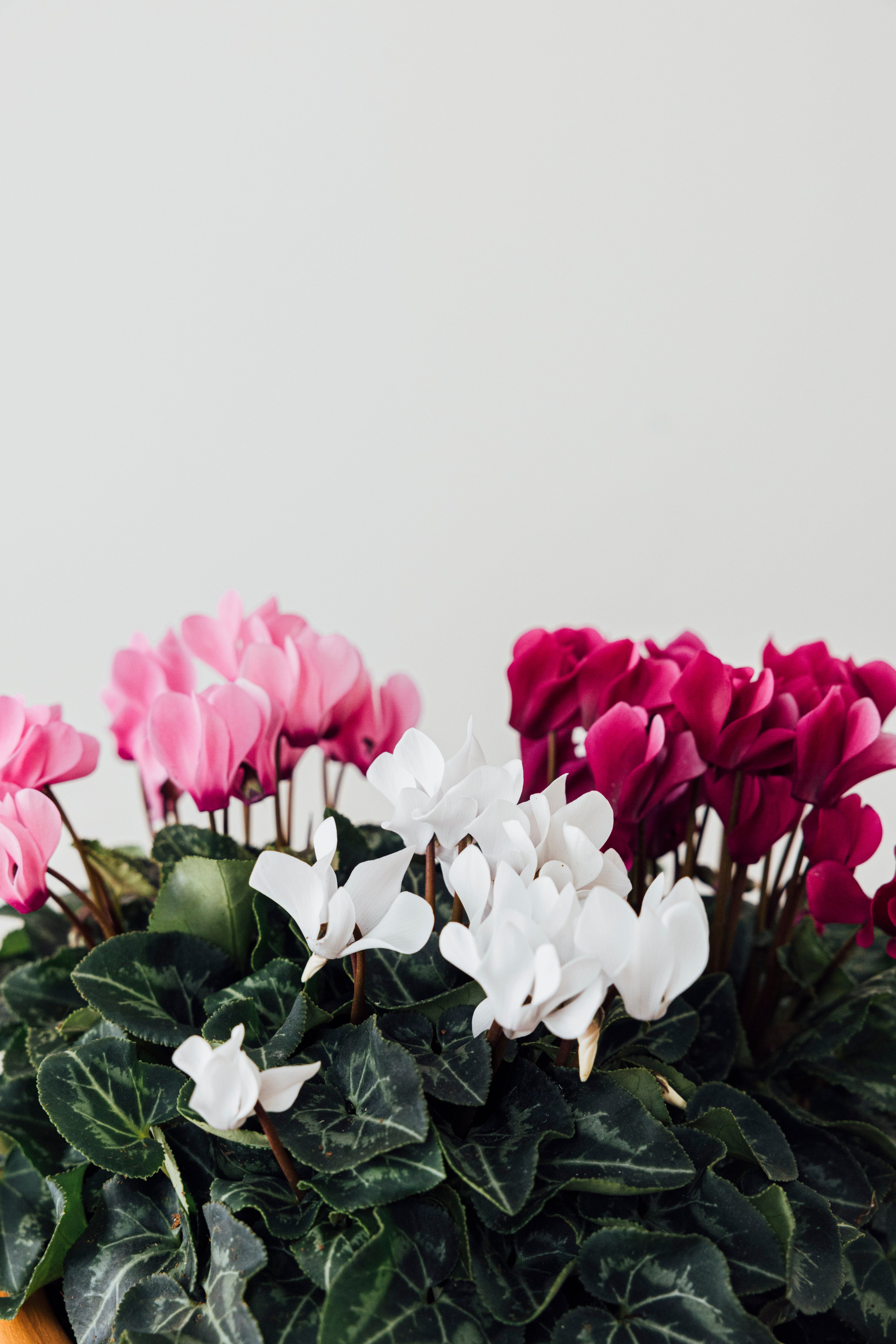 Jungleous-Cup Of Cyclamen-Bitki-2-Milagron.com