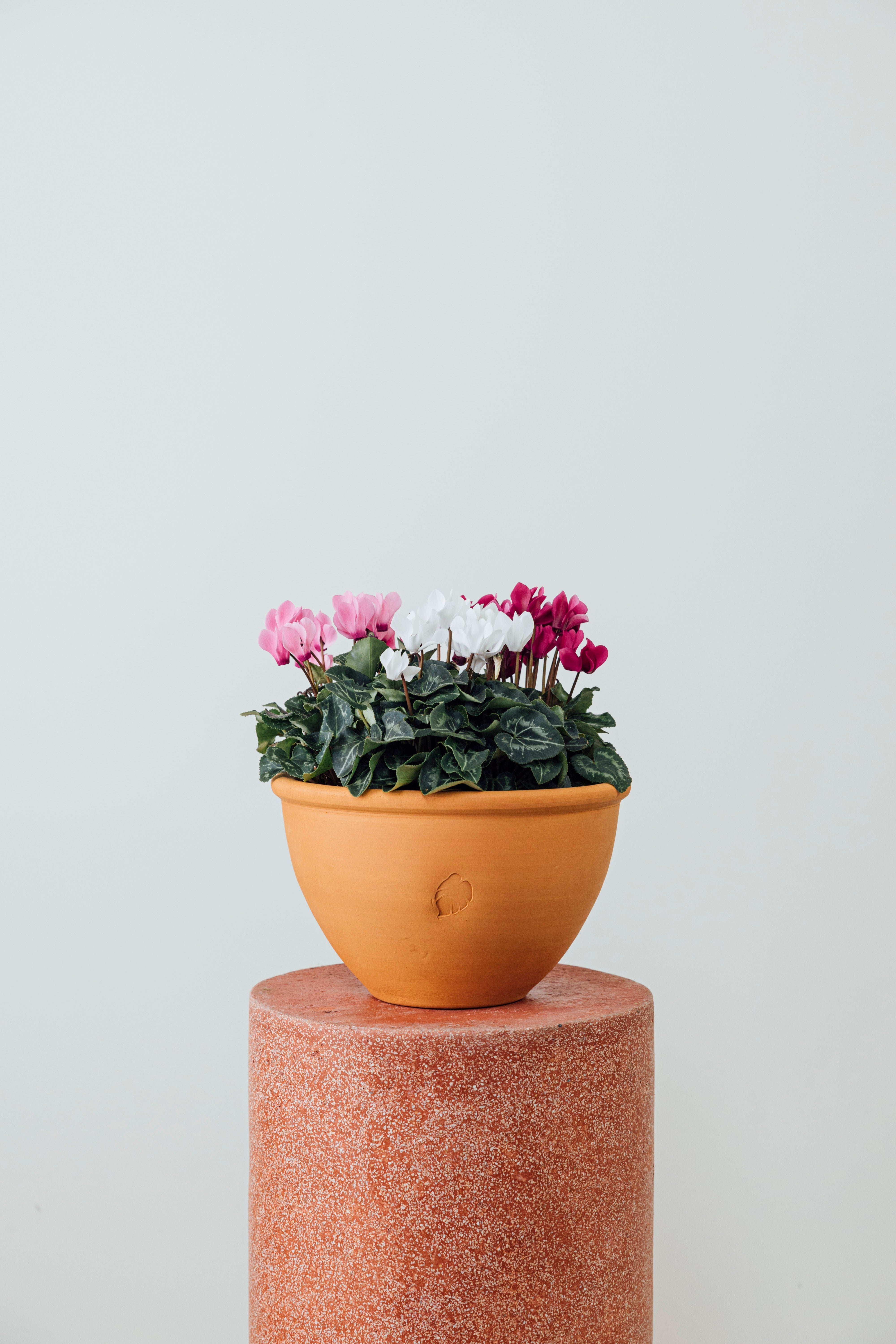 Jungleous-Cup Of Cyclamen-Bitki-3-Milagron.com