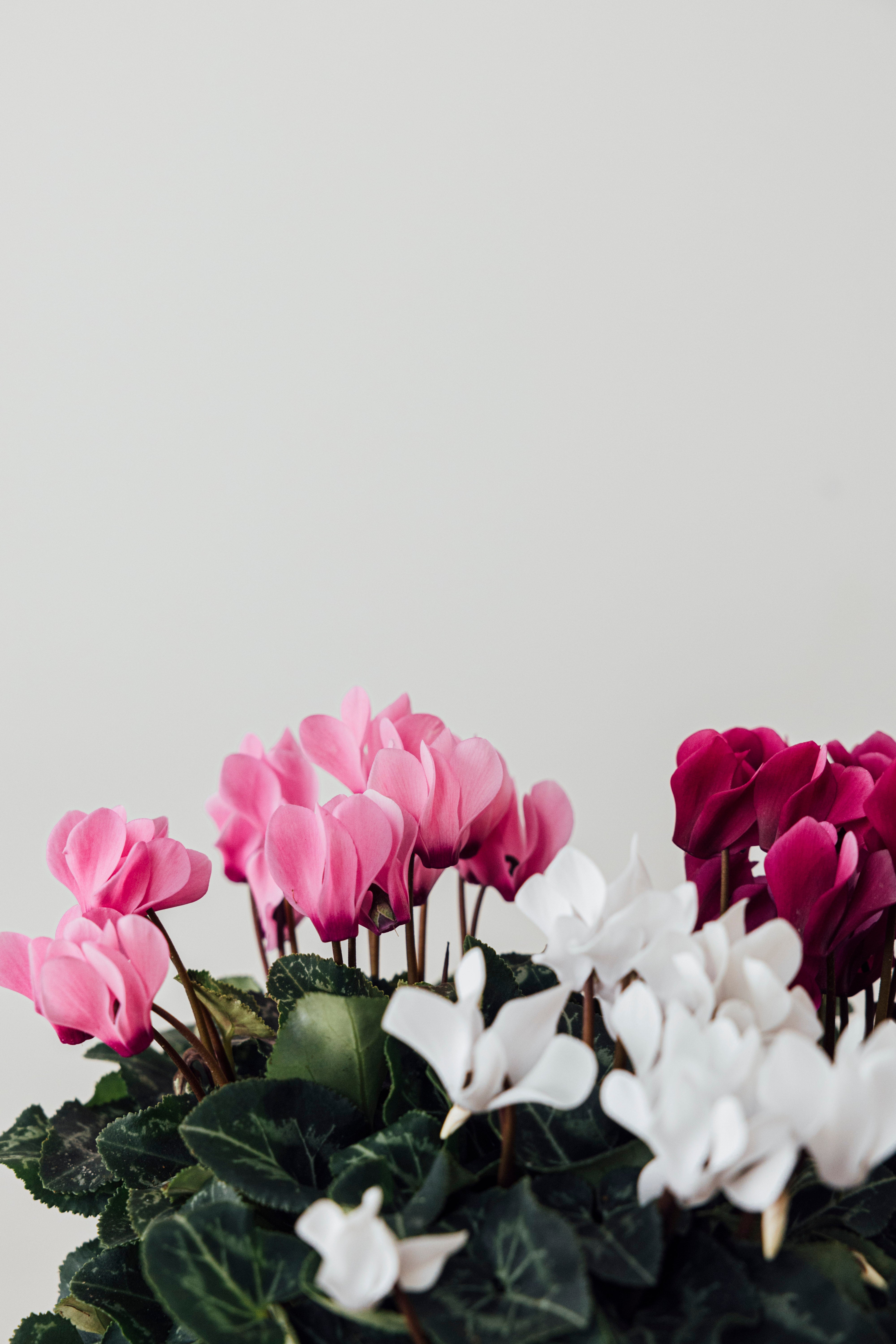 Jungleous-Cup Of Cyclamen-Bitki-5-Milagron.com