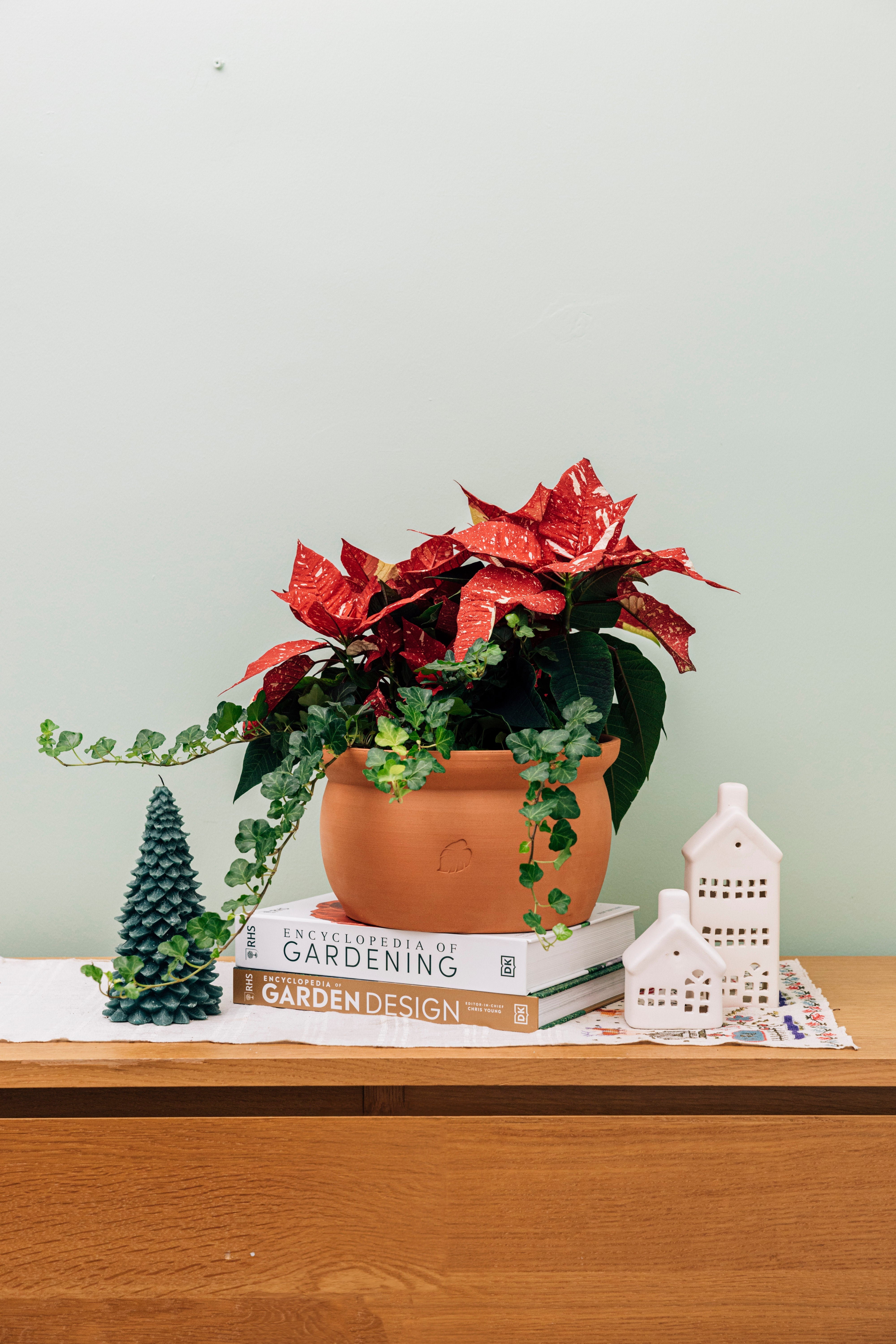 Jungleous-Cup Of Santa-Bitki-2-Milagron.com