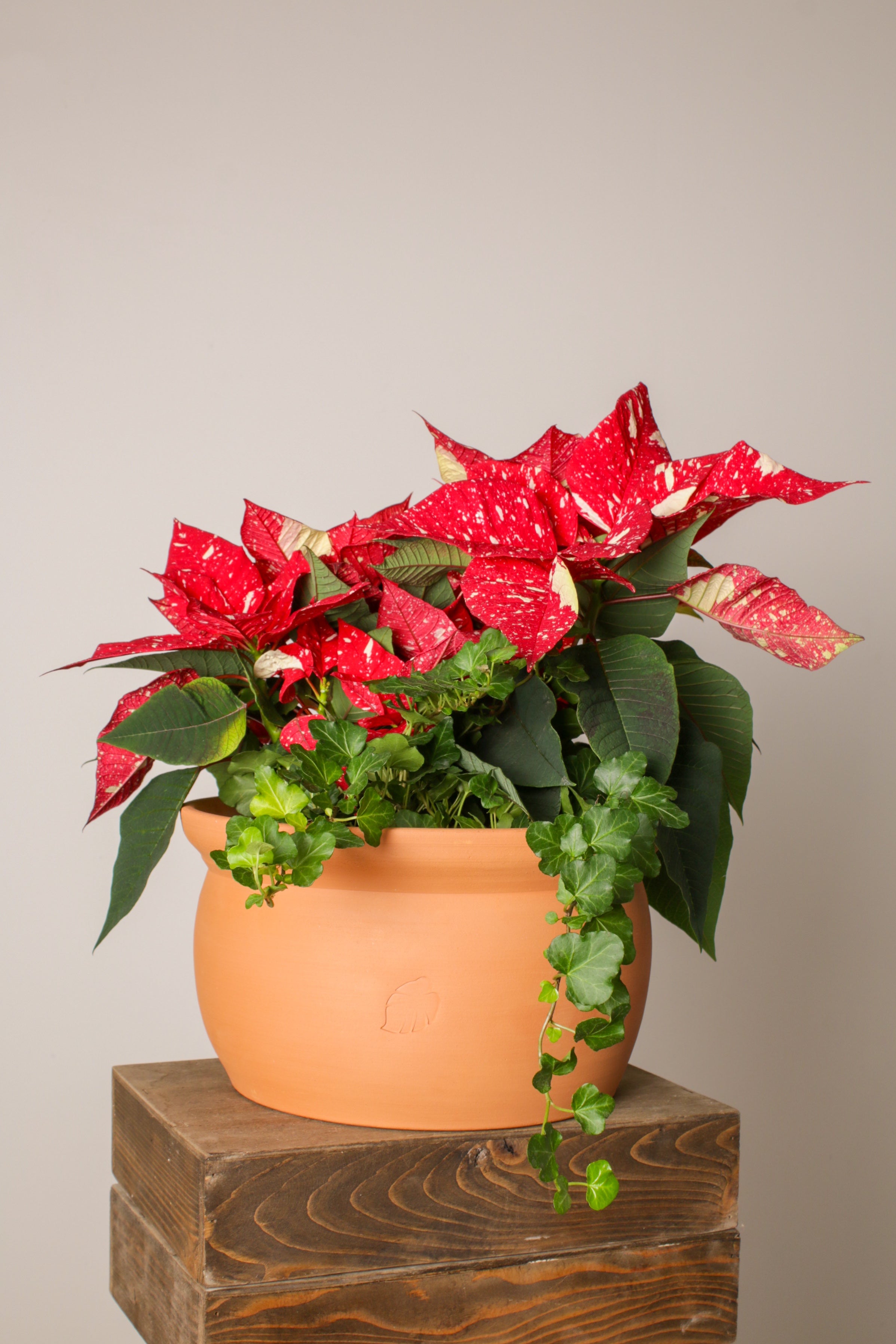 Jungleous-Cup Of Santa-Bitki-3-Milagron.com