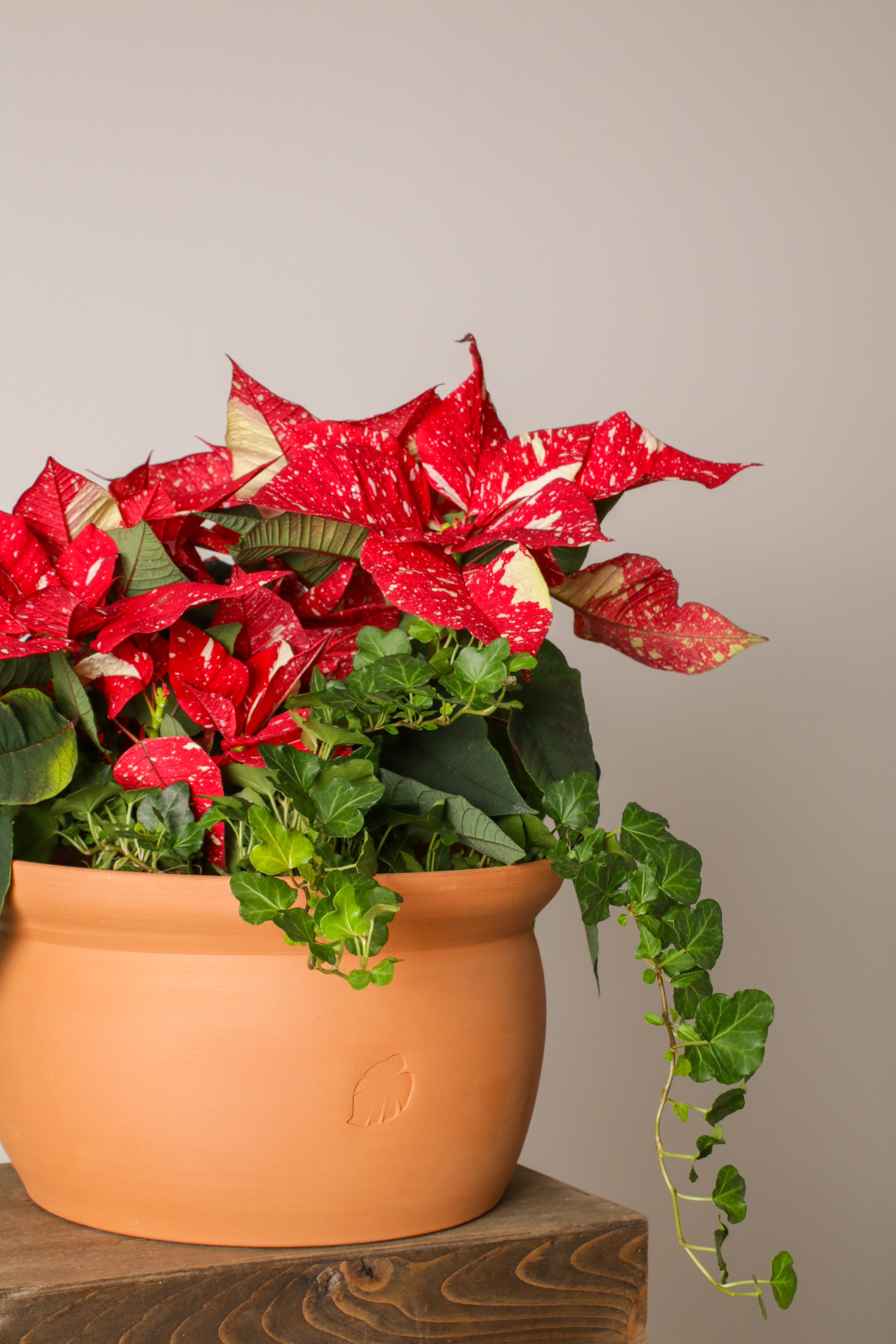 Jungleous-Cup Of Santa-Bitki-4-Milagron.com