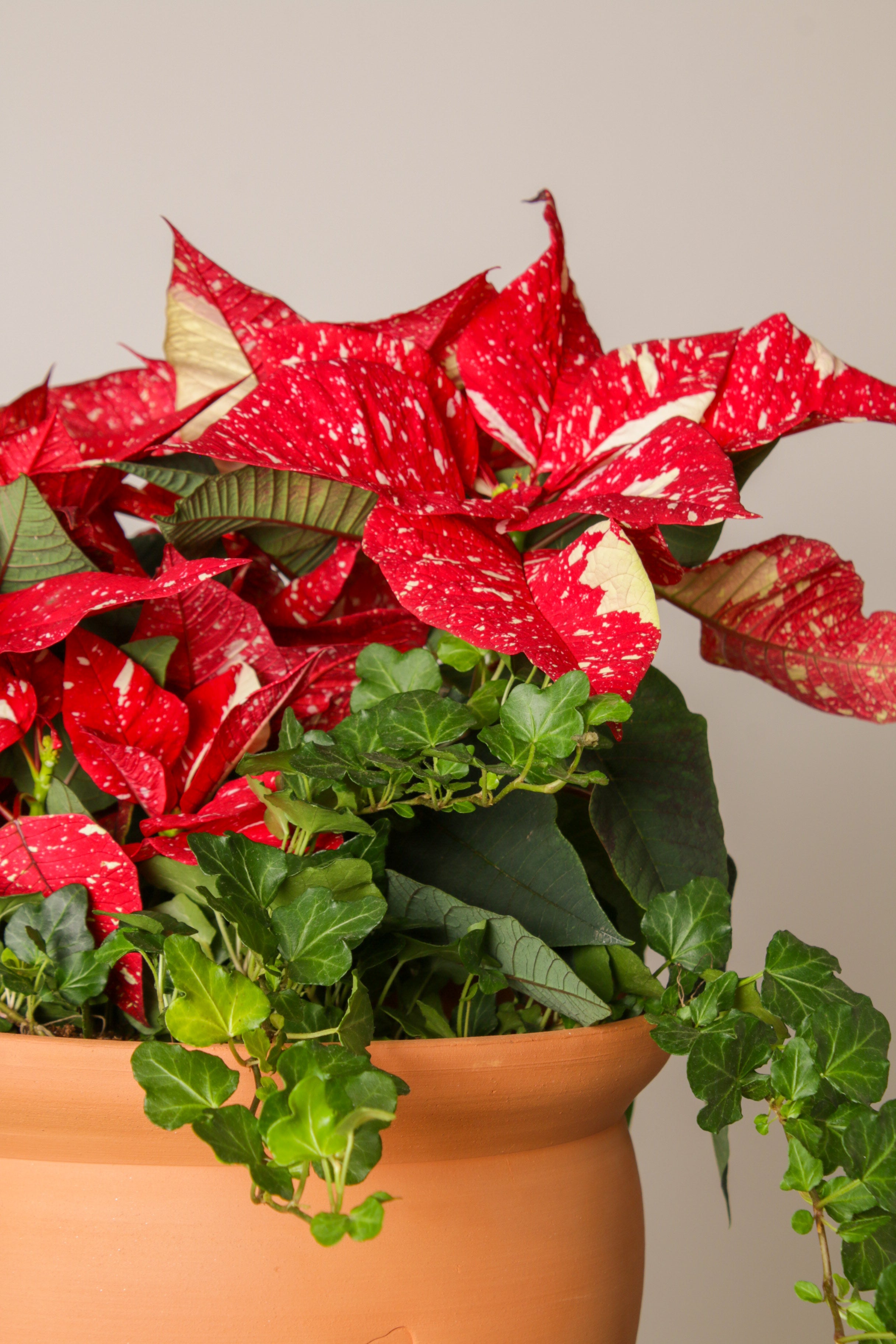 Jungleous-Cup Of Santa-Bitki-5-Milagron.com