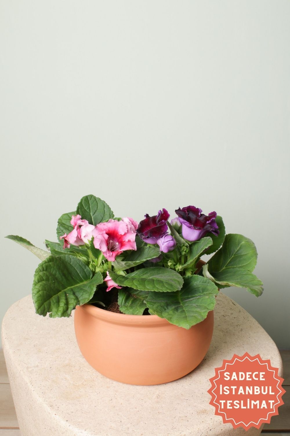 Jungleous-Cup Of Violet-Bitki-1-Milagron.com