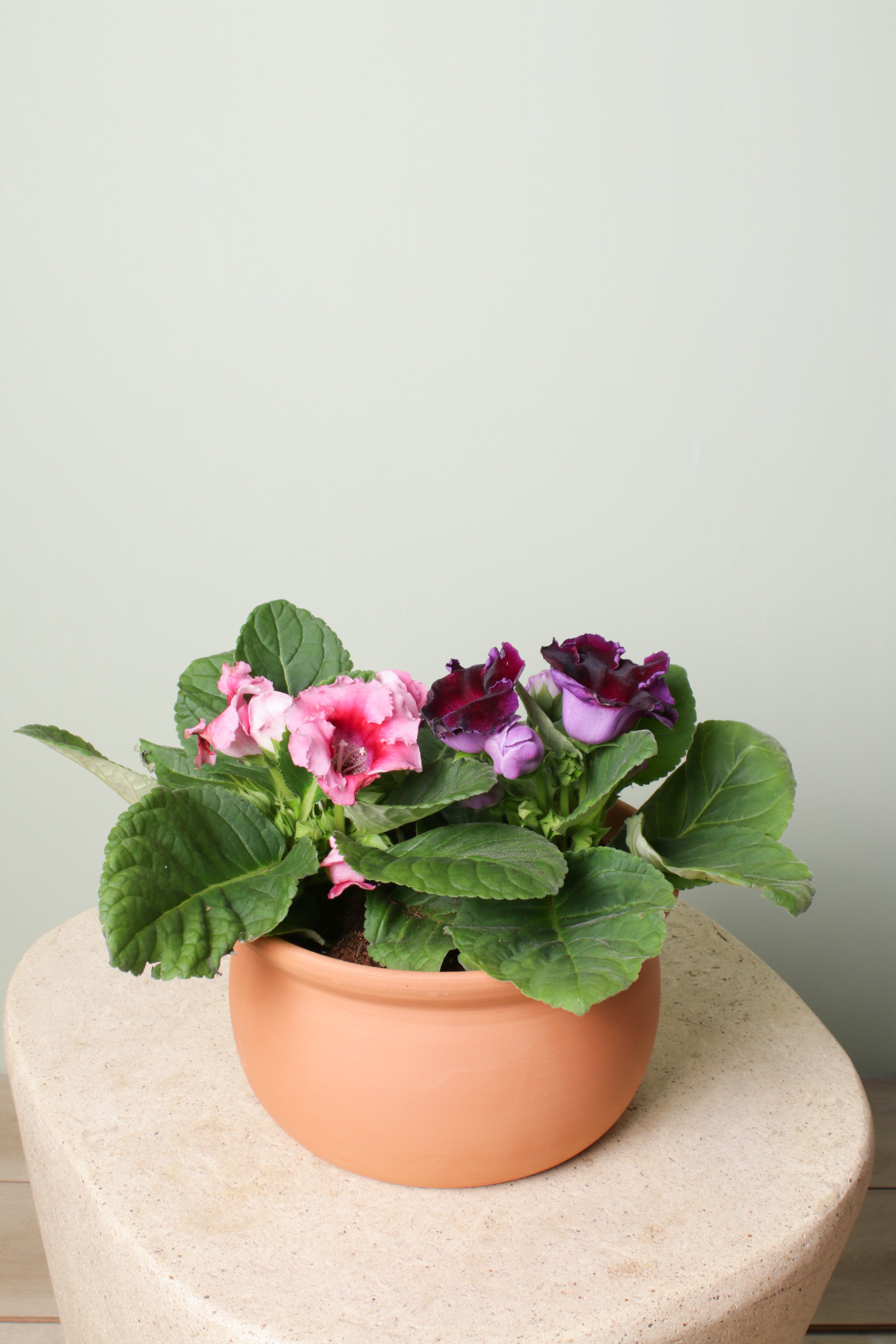 Jungleous-Cup Of Violet-Bitki-2-Milagron.com