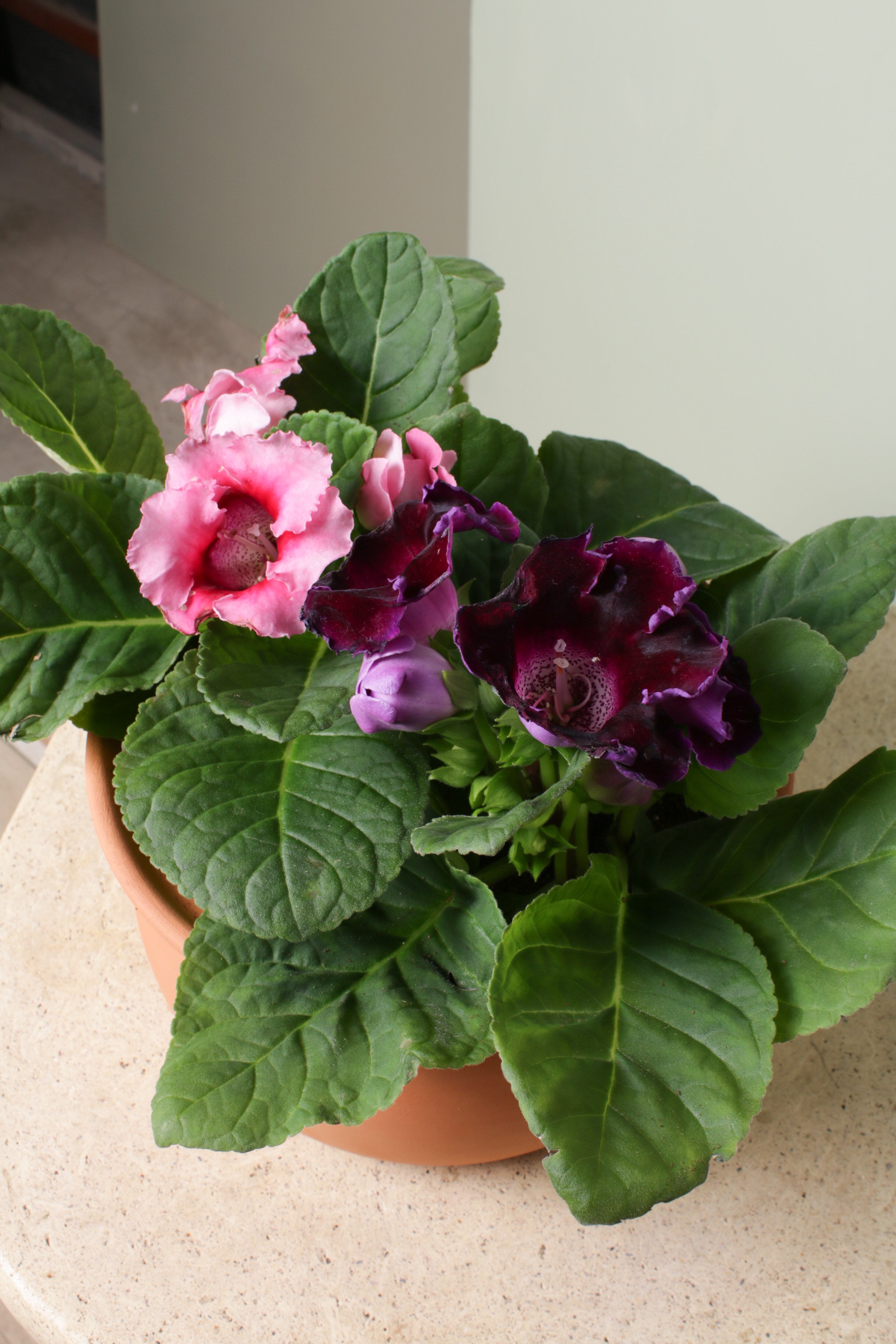 Jungleous-Cup Of Violet-Bitki-3-Milagron.com