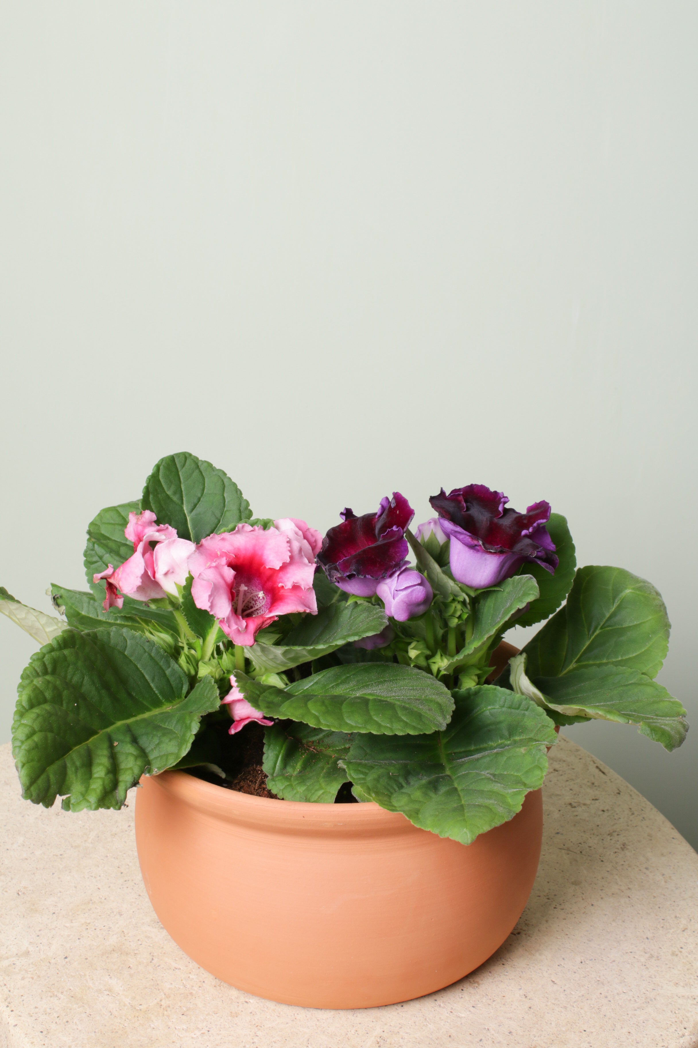 Jungleous-Cup Of Violet-Bitki-4-Milagron.com