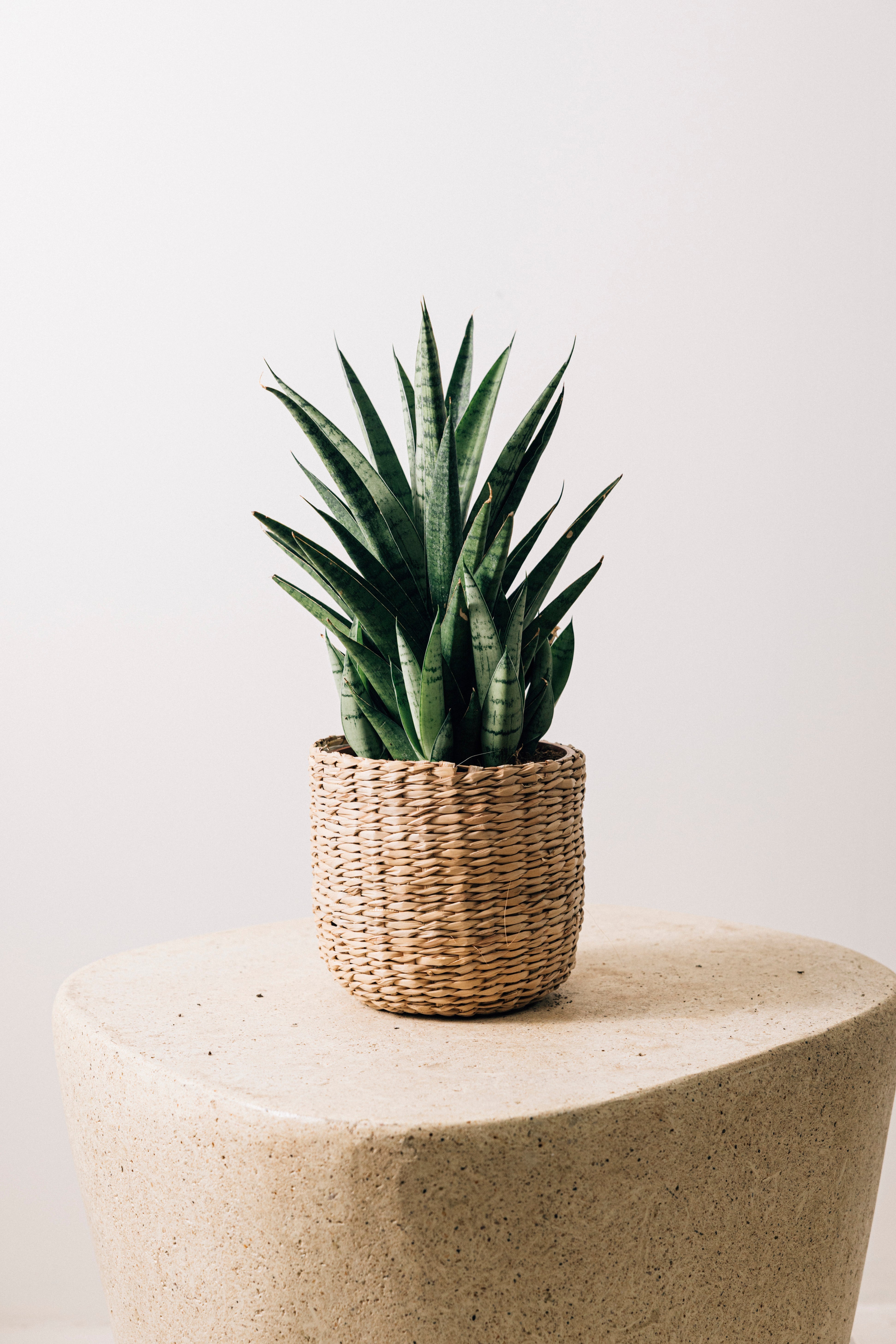 Jungleous-Hasır Sepet (3'lü)-Saksı-3-Milagron.com