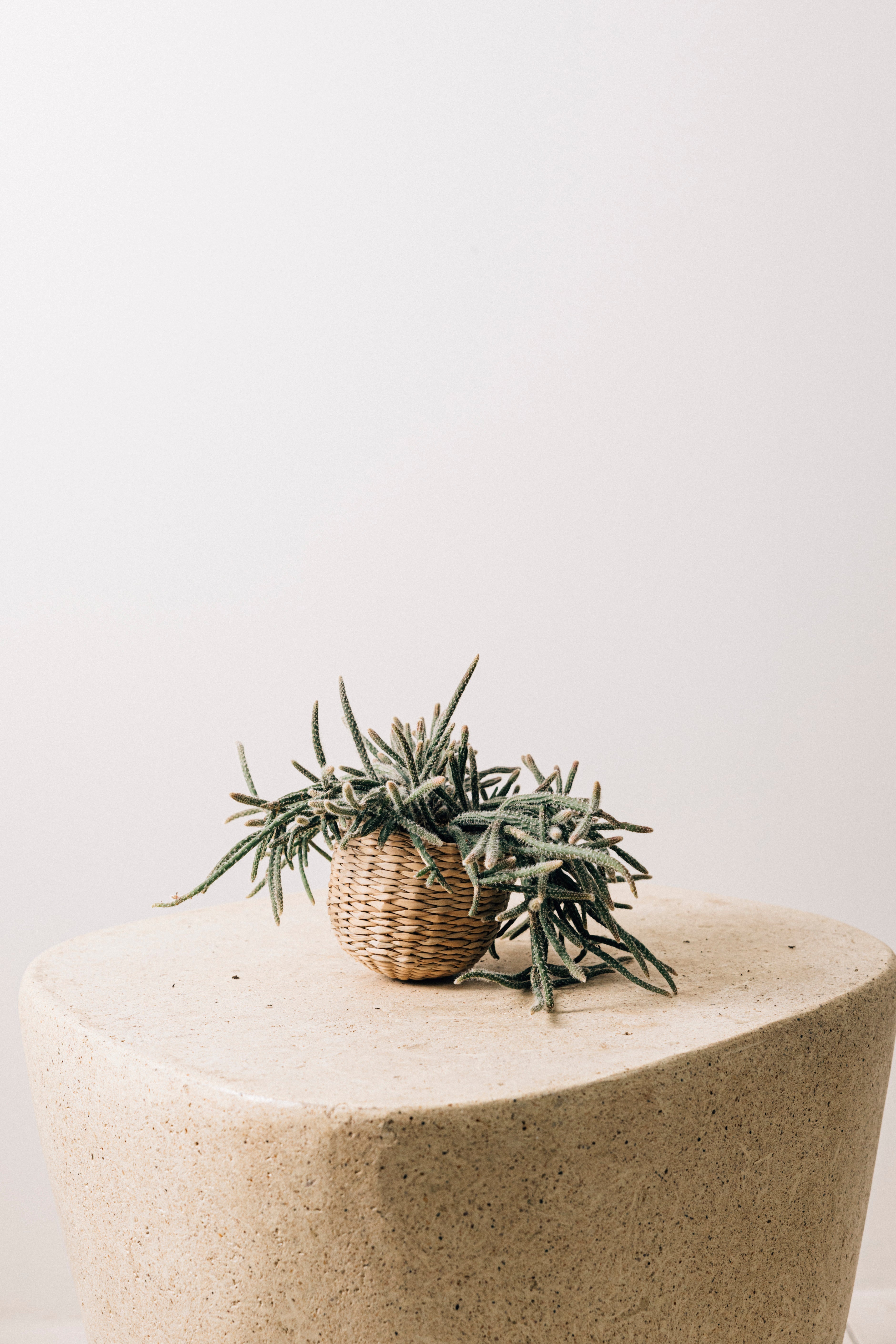 Jungleous-Hasır Sepet (3'lü)-Saksı-4-Milagron.com