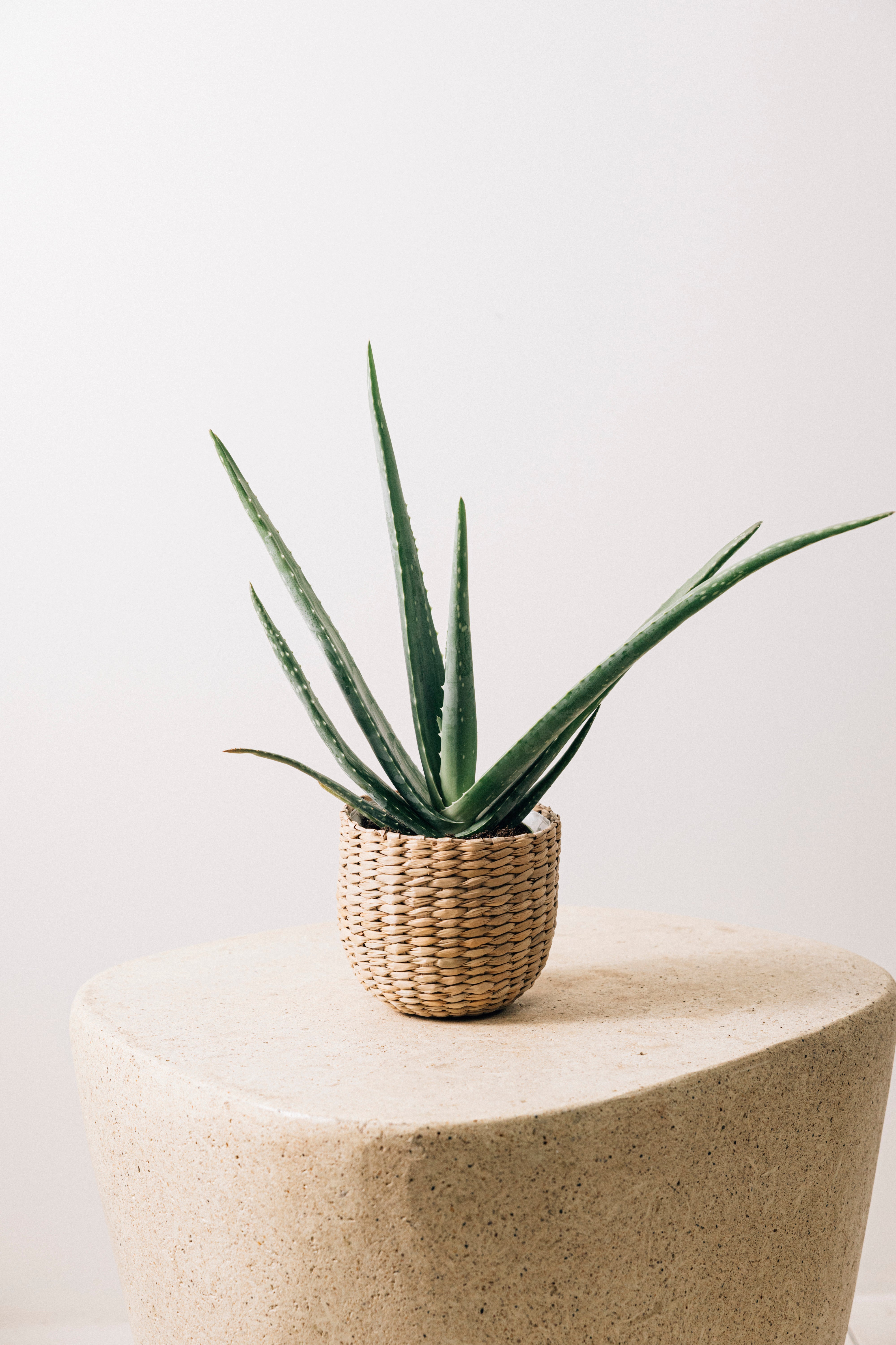 Jungleous-Hasır Sepet (3'lü)-Saksı-5-Milagron.com