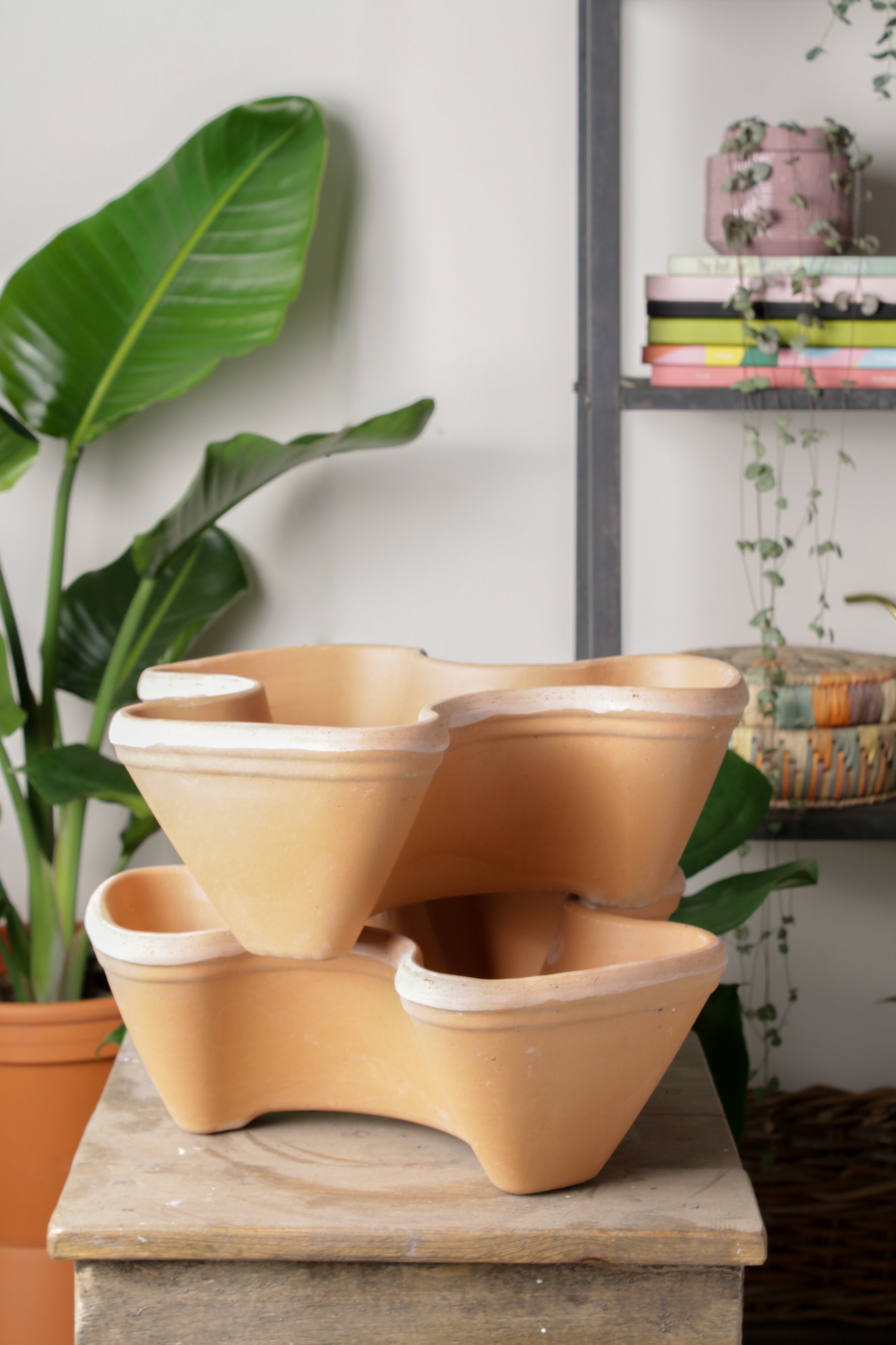 Jungleous-Herb Saksı-Saksı-3-Milagron.com