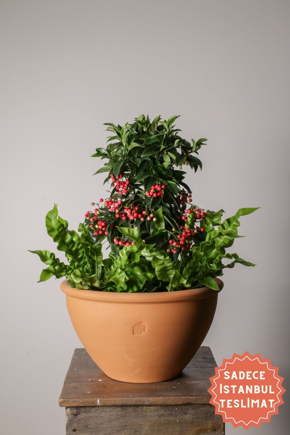 Jungleous-Holly Jolly-Bitki-1-Milagron.com