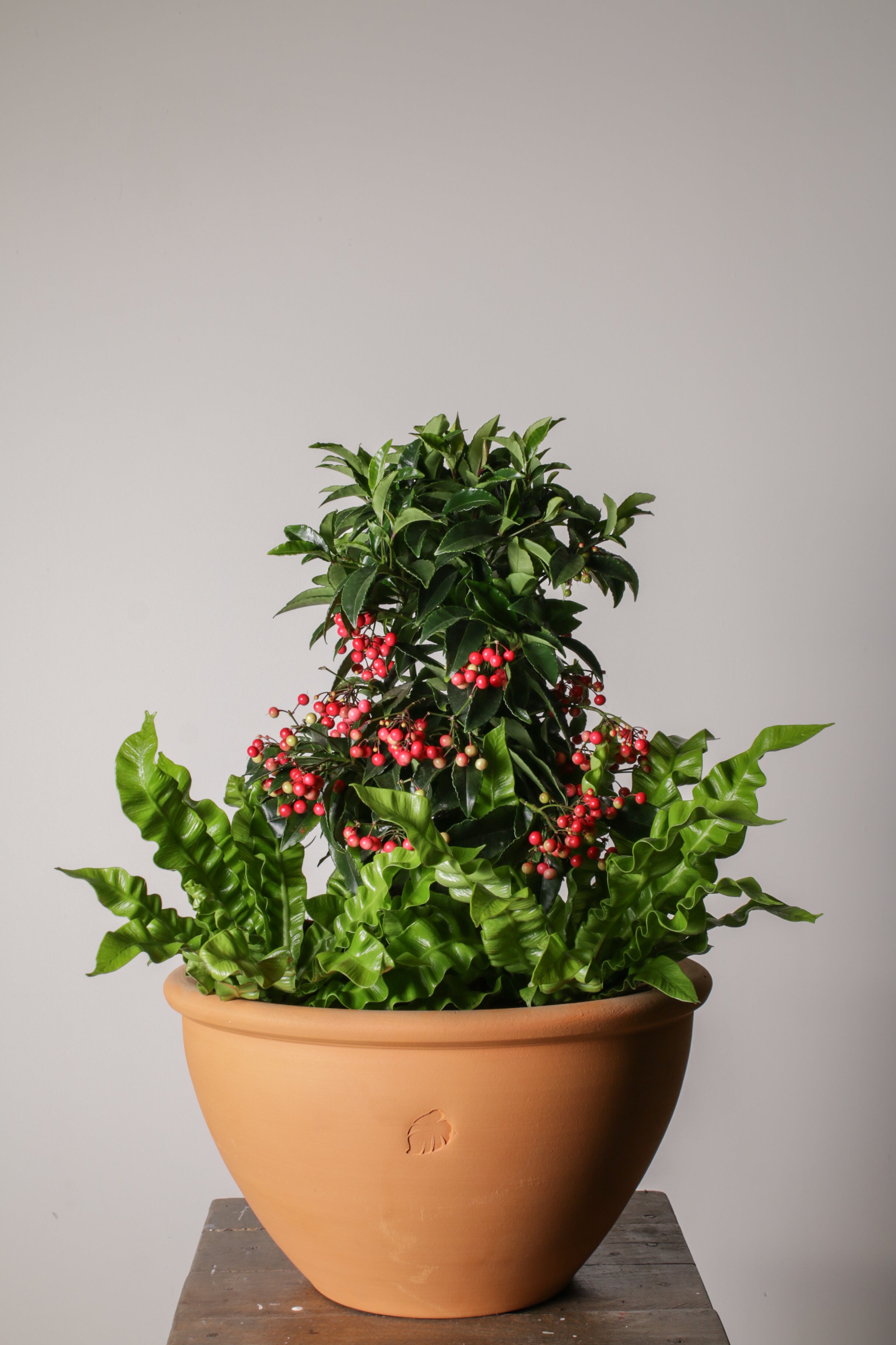 Jungleous-Holly Jolly-Bitki-2-Milagron.com