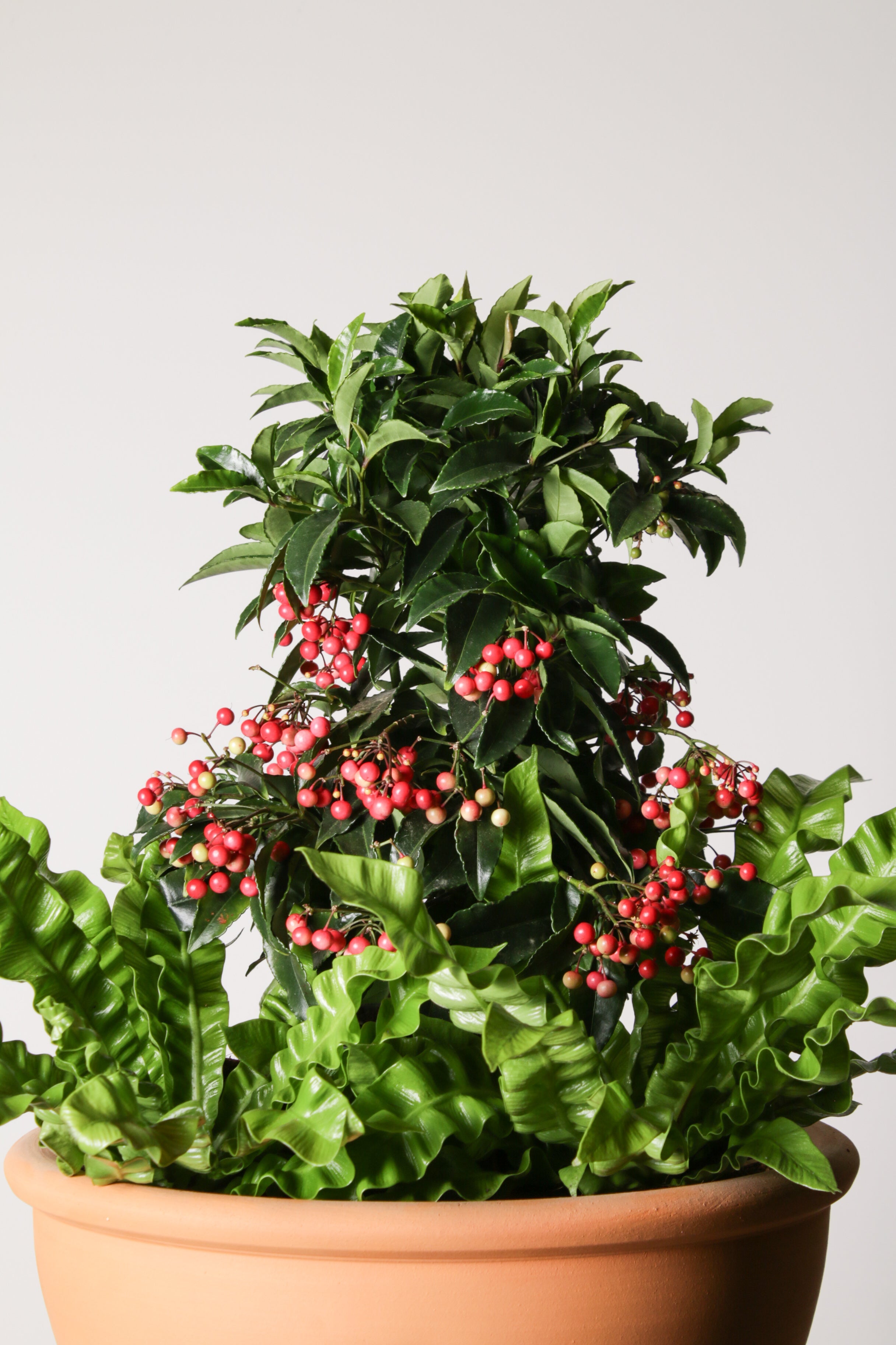 Jungleous-Holly Jolly-Bitki-3-Milagron.com