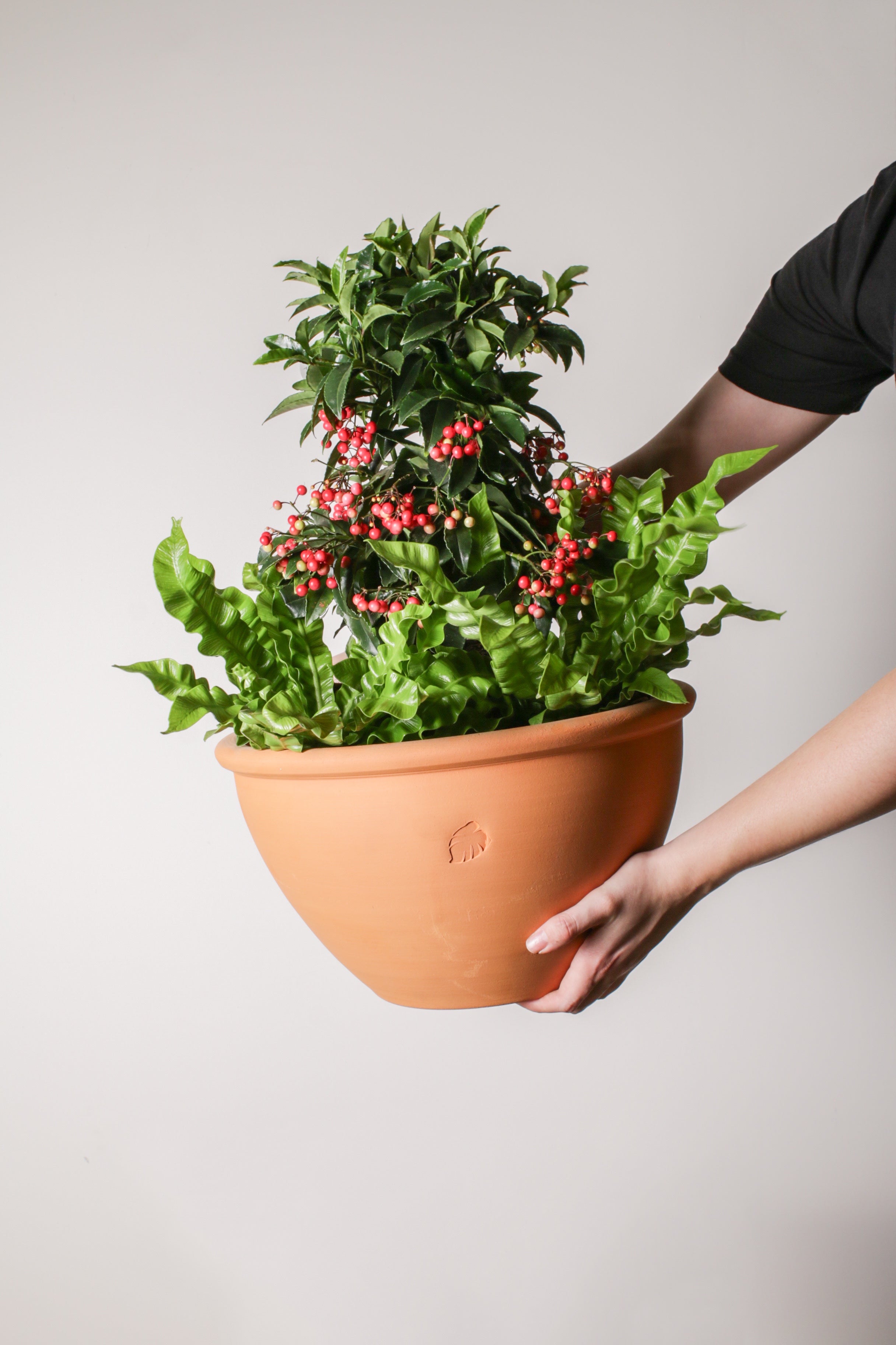 Jungleous-Holly Jolly-Bitki-4-Milagron.com