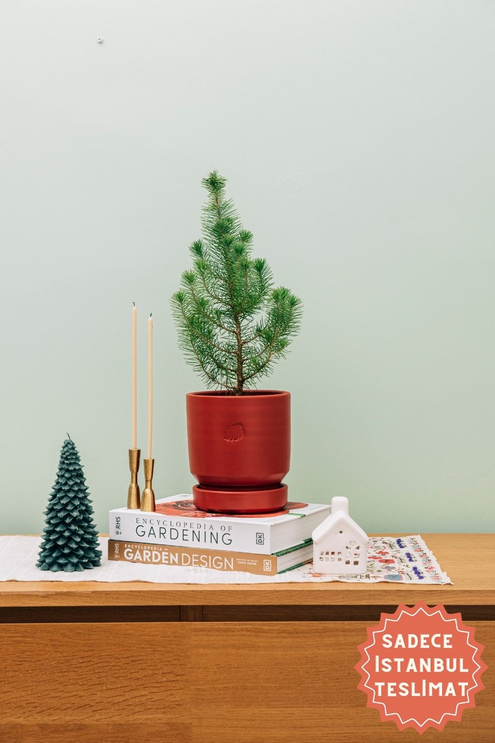 Jungleous-Jingle Bells - Pinus-Bitki-1-Milagron.com