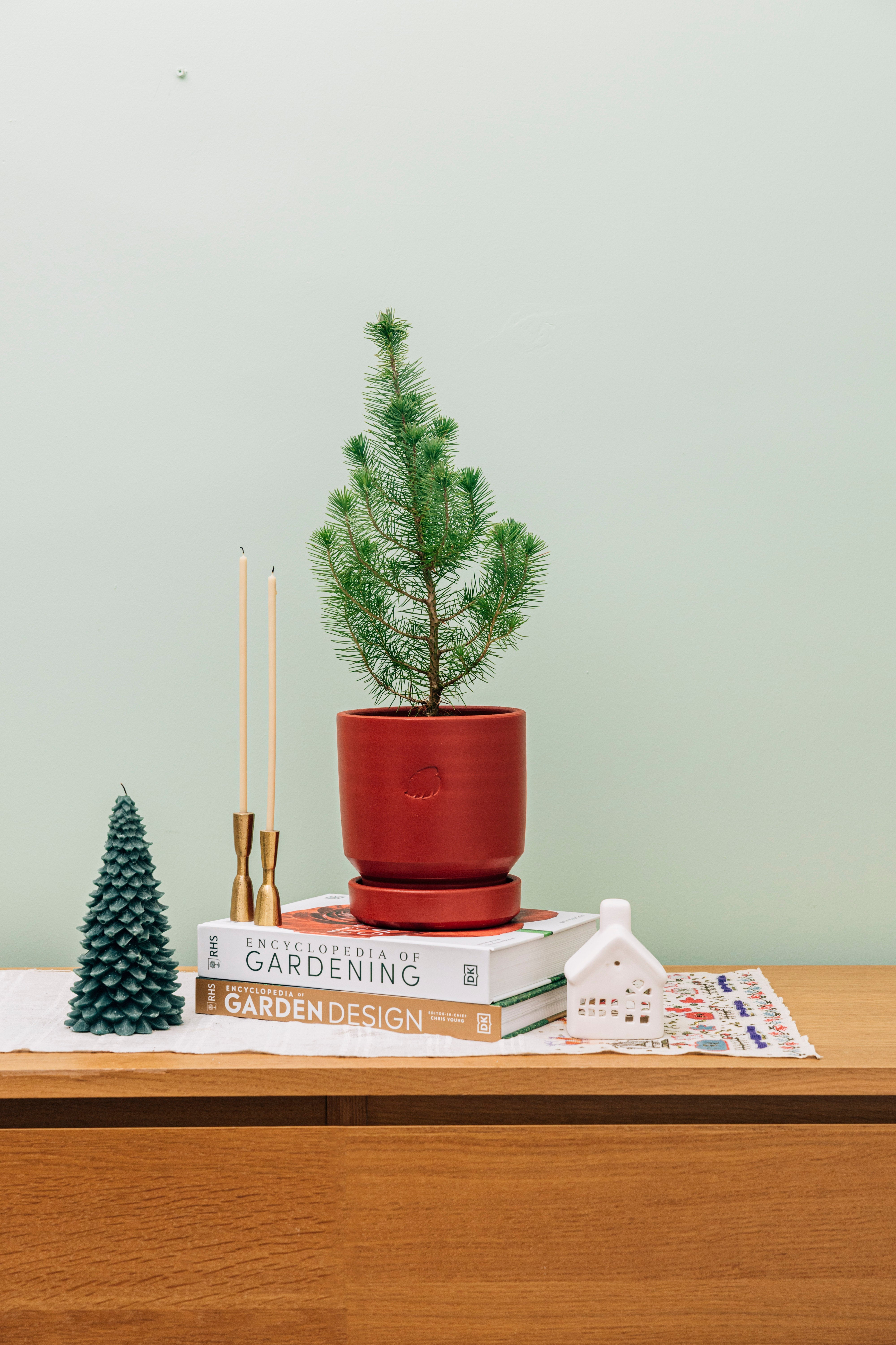 Jungleous-Jingle Bells - Pinus-Bitki-2-Milagron.com