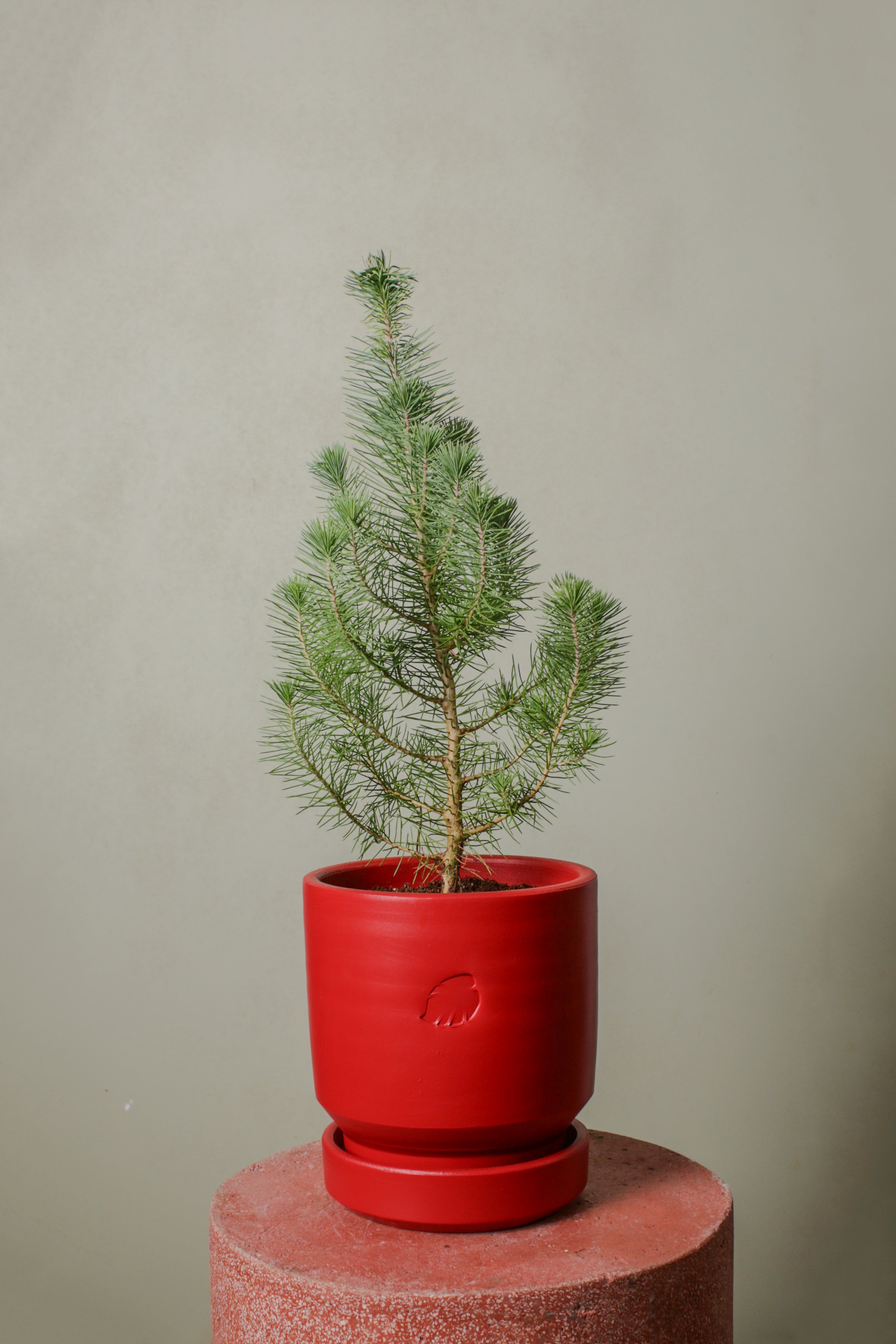 Jungleous-Jingle Bells - Pinus-Bitki-3-Milagron.com