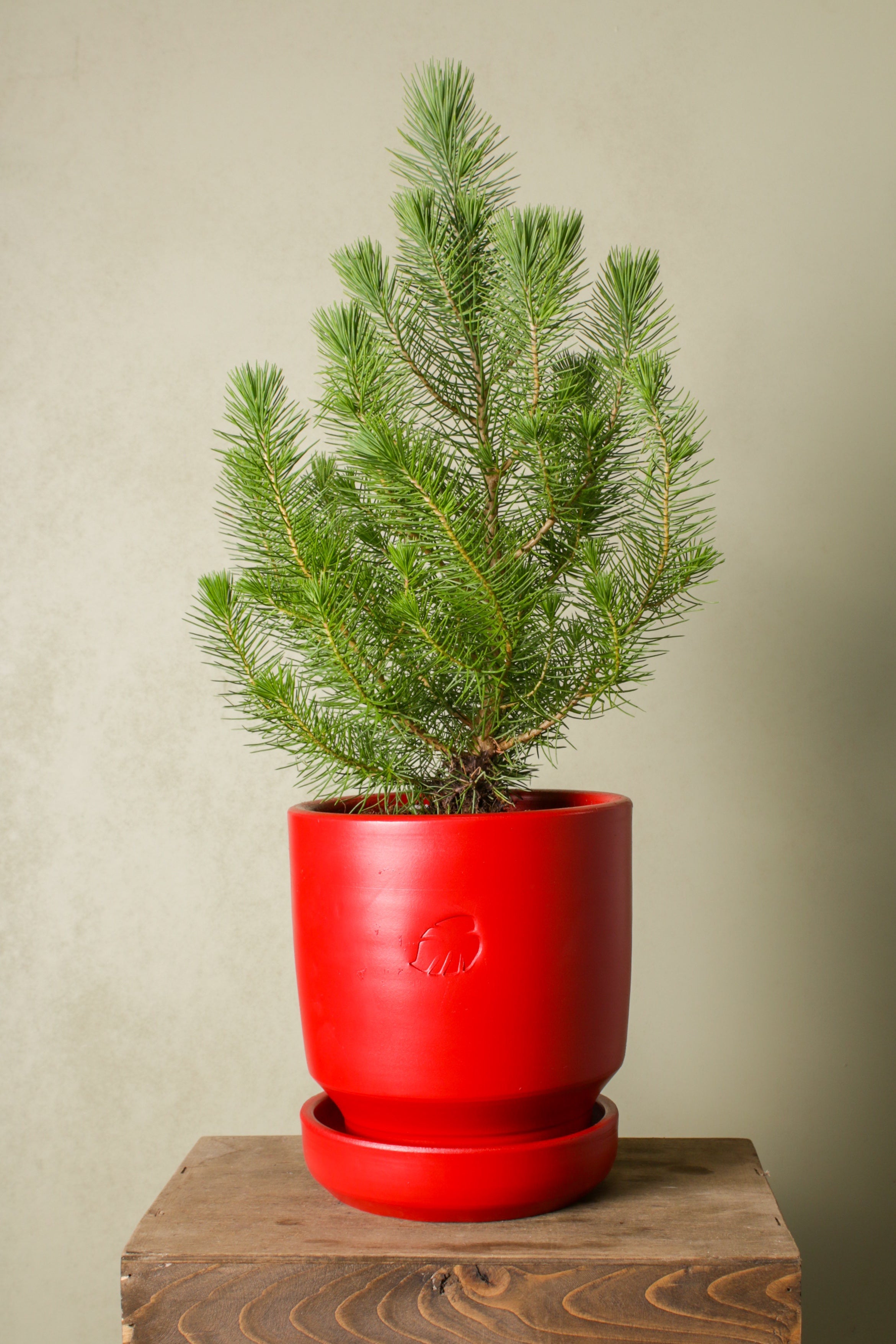 Jungleous-Jingle Bells - Pinus-Bitki-4-Milagron.com
