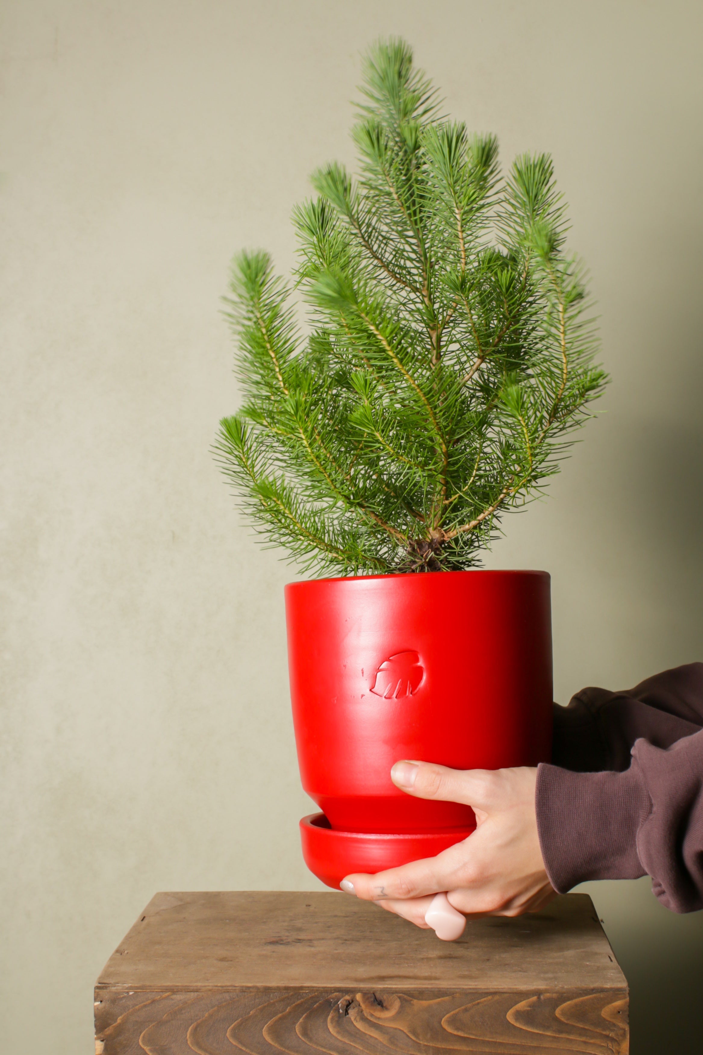 Jungleous-Jingle Bells - Pinus-Bitki-5-Milagron.com