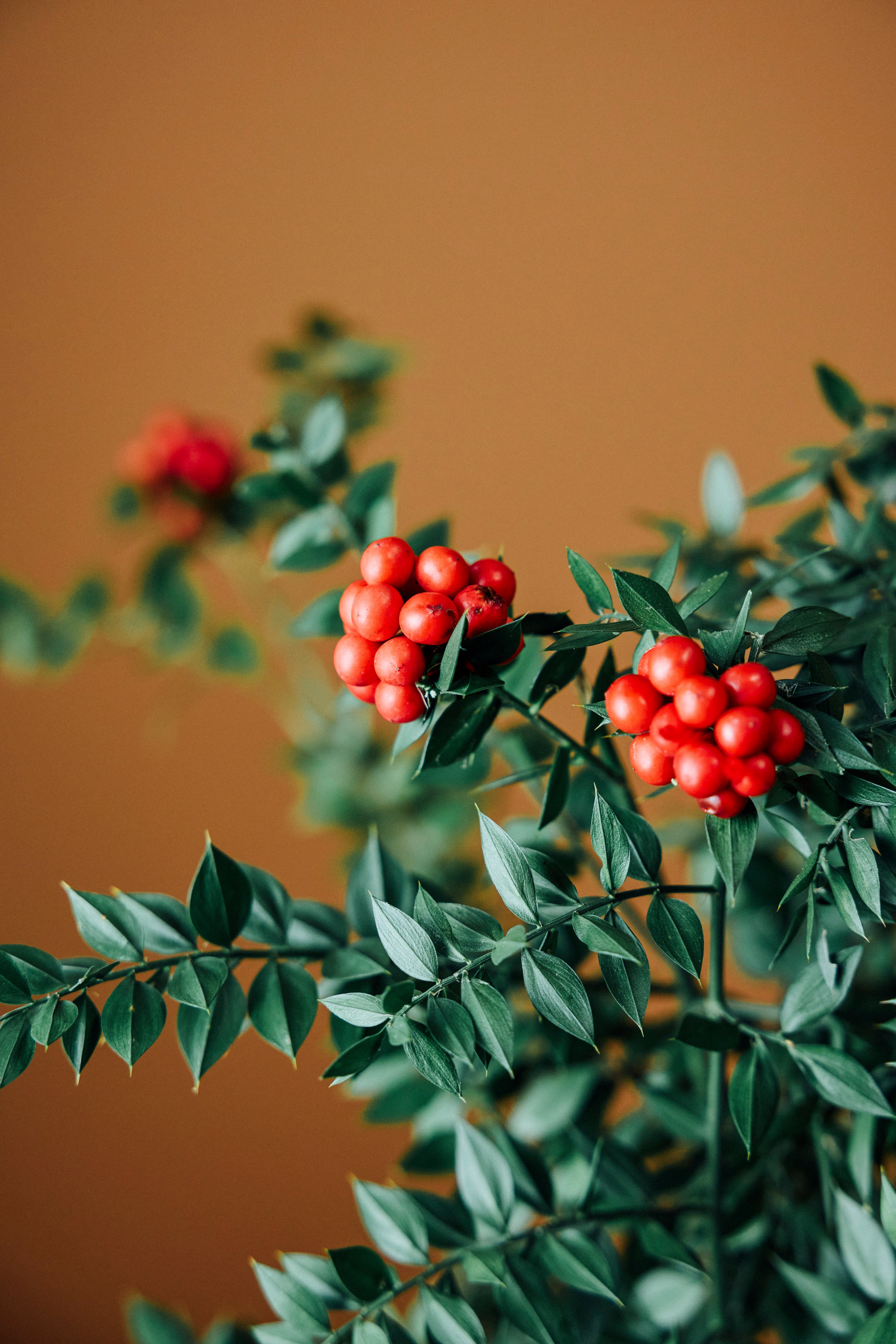 Jungleous-Kokina Demeti-Bitki-3-Milagron.com