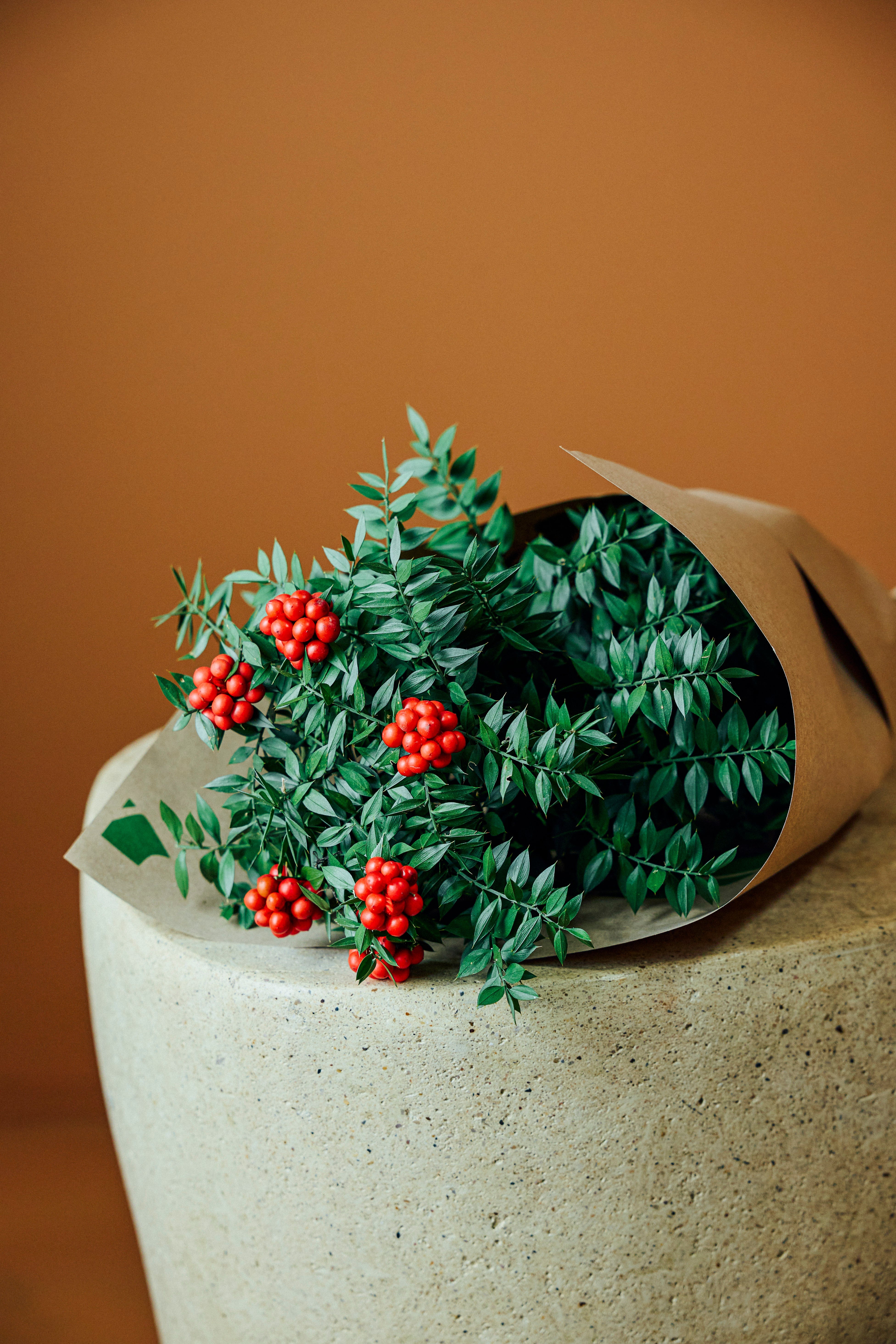 Jungleous-Kokina Demeti-Bitki-4-Milagron.com