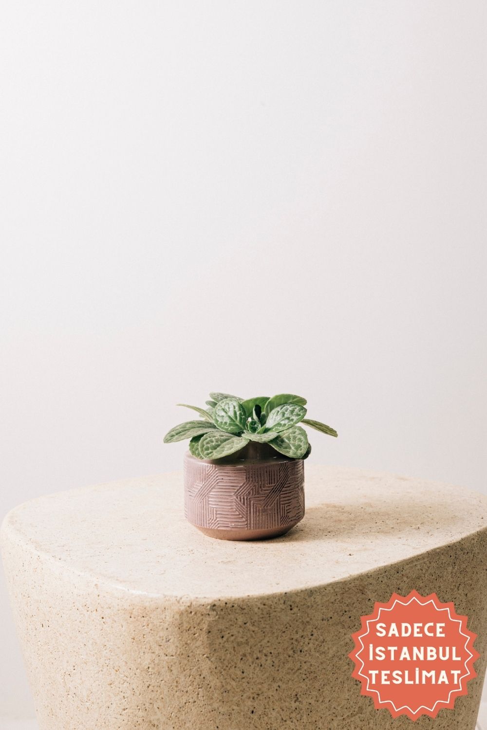 Jungleous-Lila Seramik Saksı-Saksı-1-Milagron.com