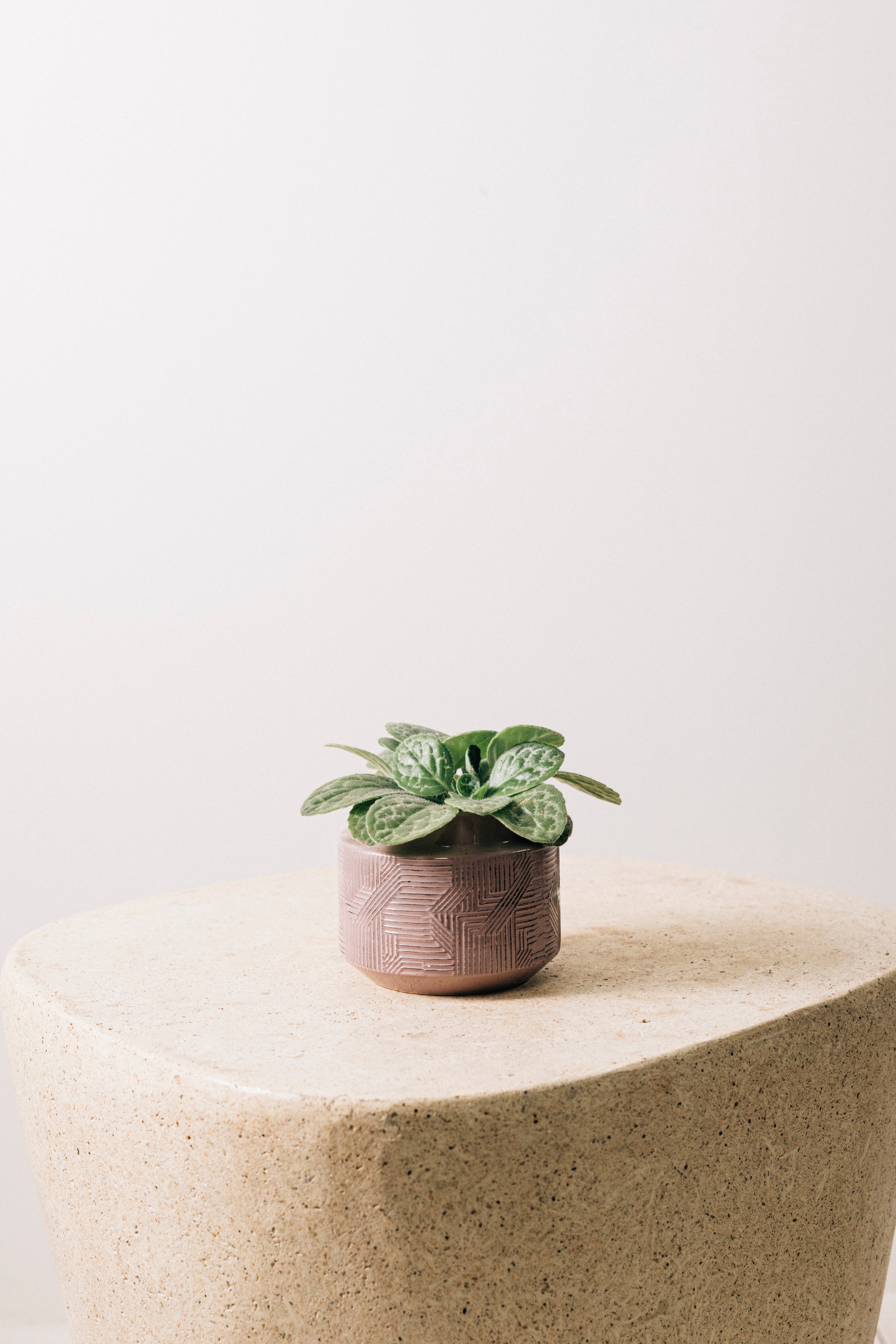 Jungleous-Lila Seramik Saksı-Saksı-2-Milagron.com