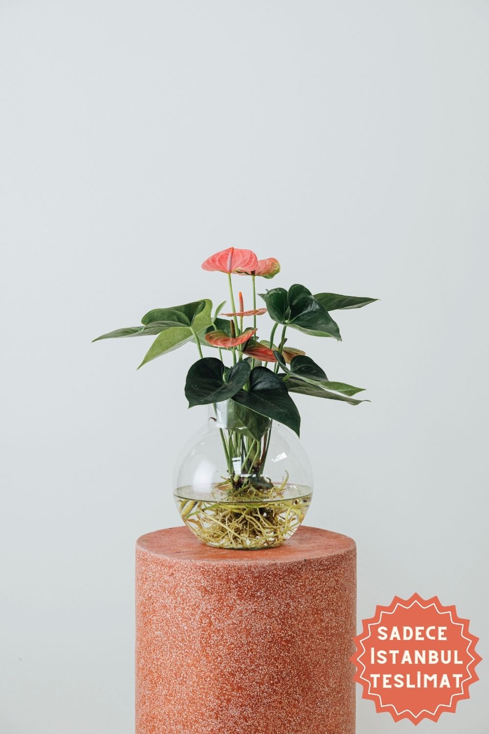 Jungleous-Lucia-Bitki-1-Milagron.com