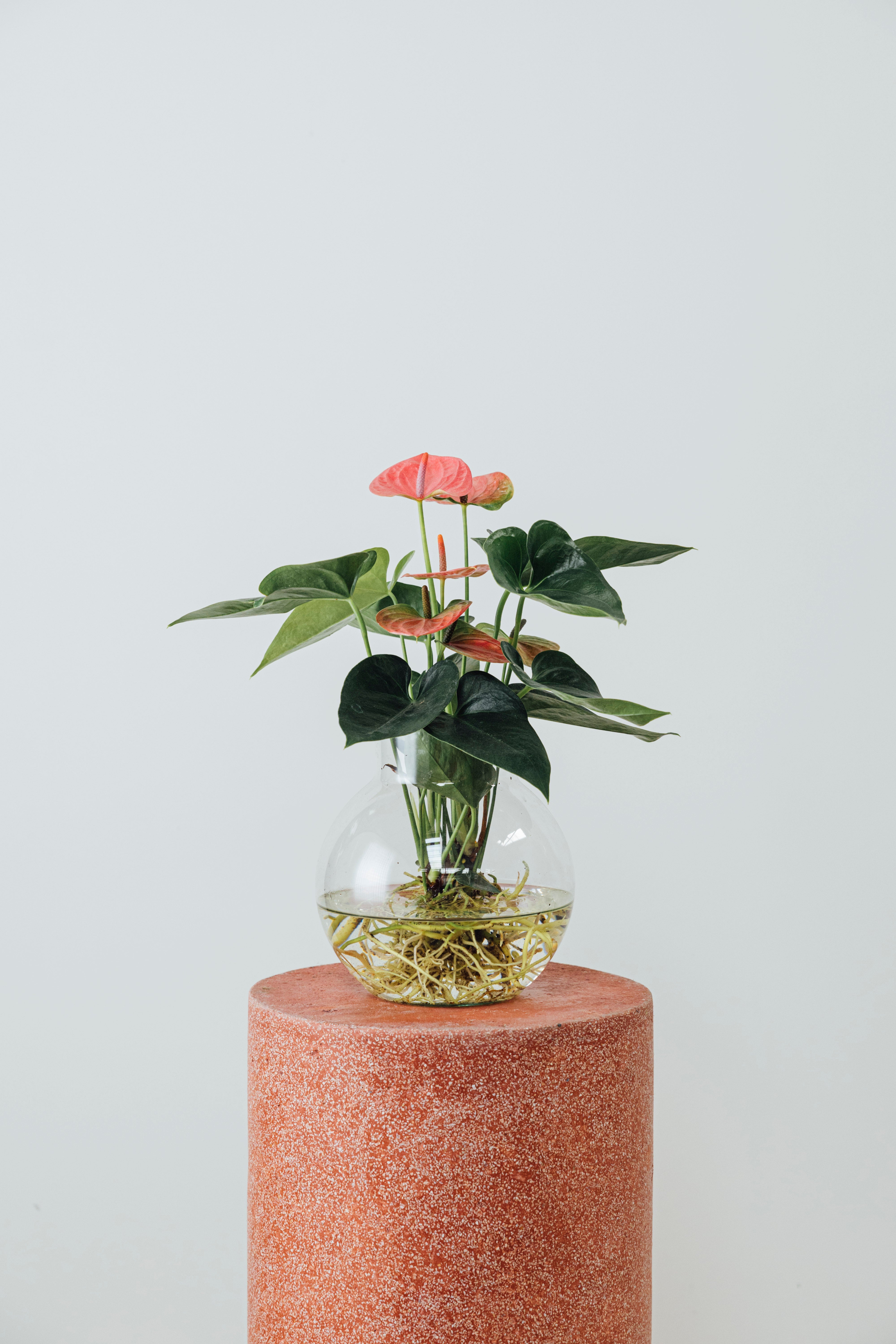 Jungleous-Lucia-Bitki-2-Milagron.com