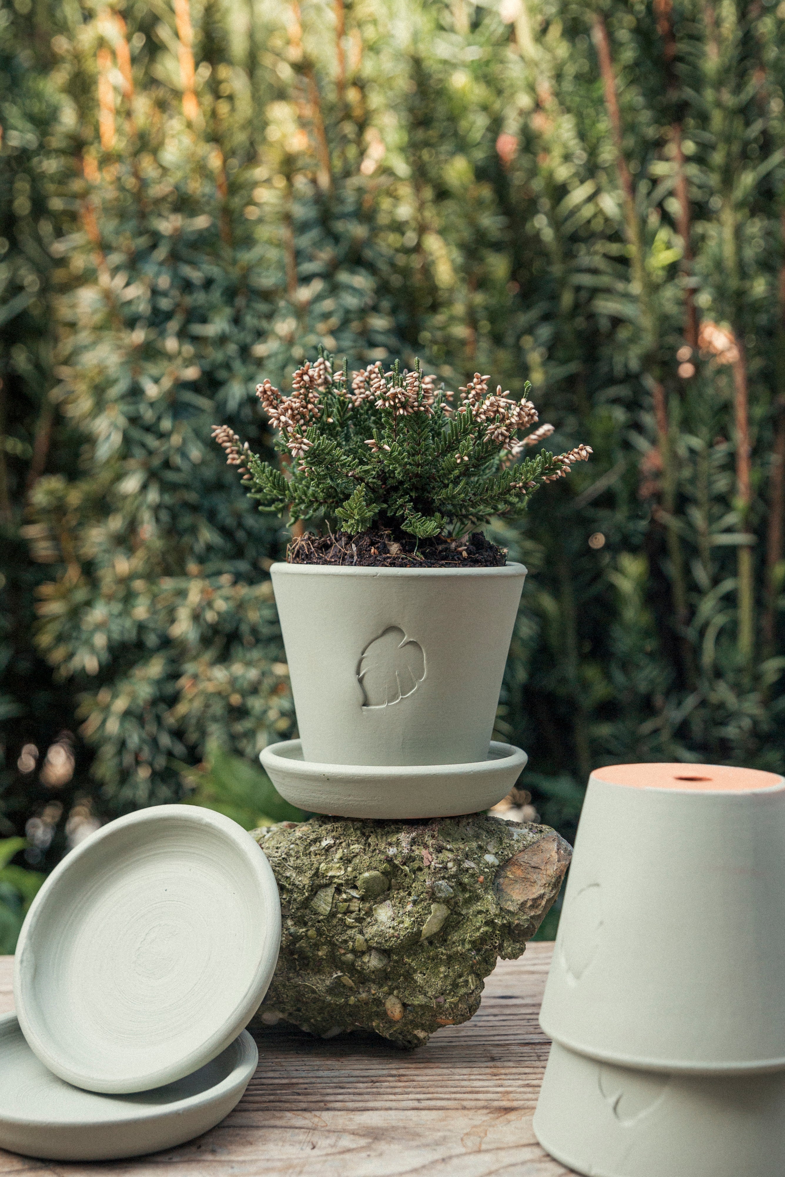 Jungleous-Mint Saksı 10 cm (Tabaklı)-Saksı-3-Milagron.com