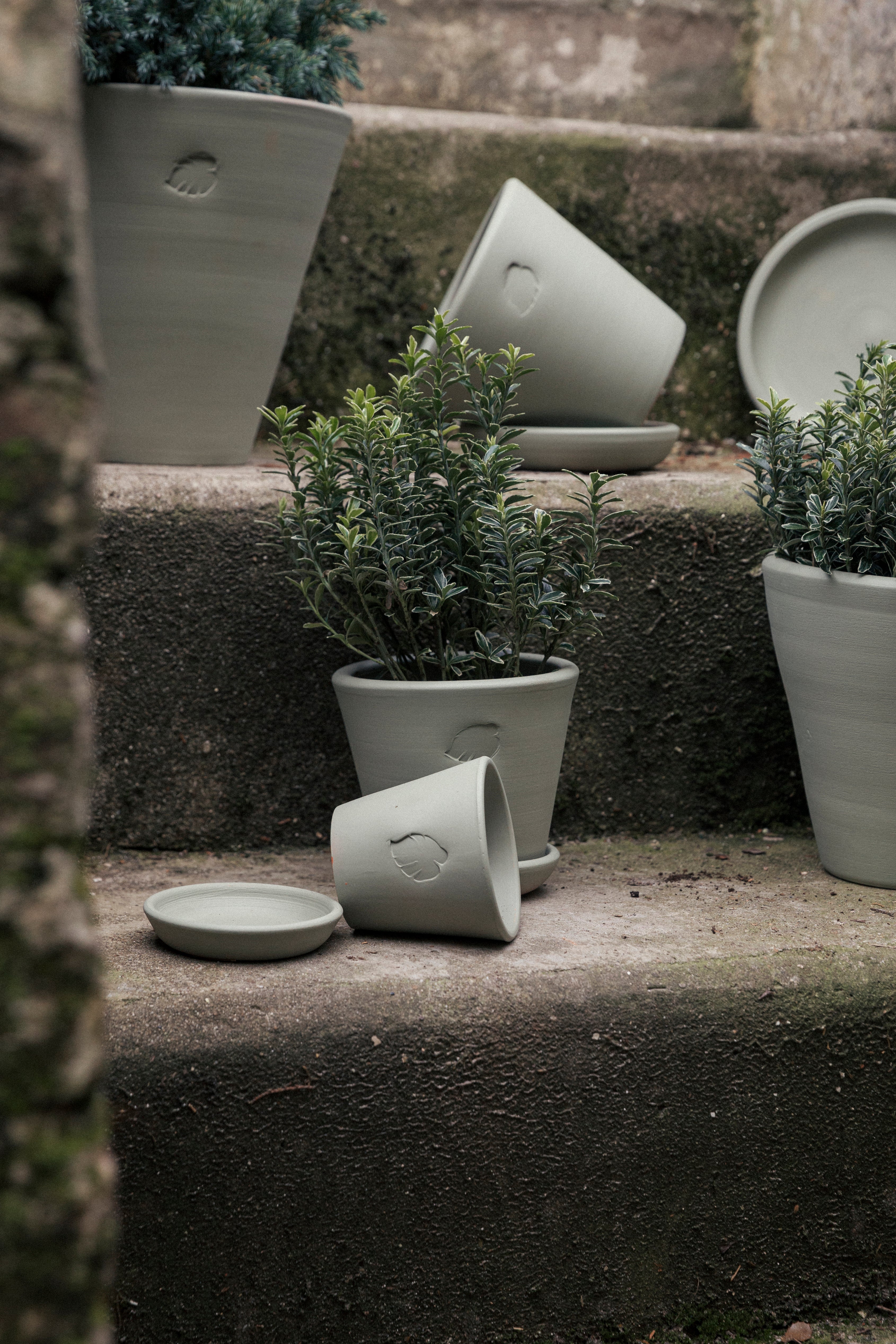 Jungleous-Mint Saksı 10 cm (Tabaklı)-Saksı-4-Milagron.com