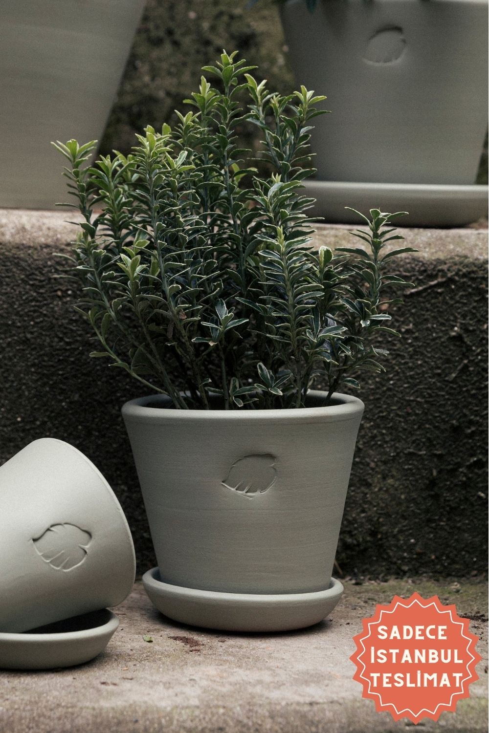 Jungleous-Mint Saksı 14 cm (Tabaklı)-Saksı-1-Milagron.com