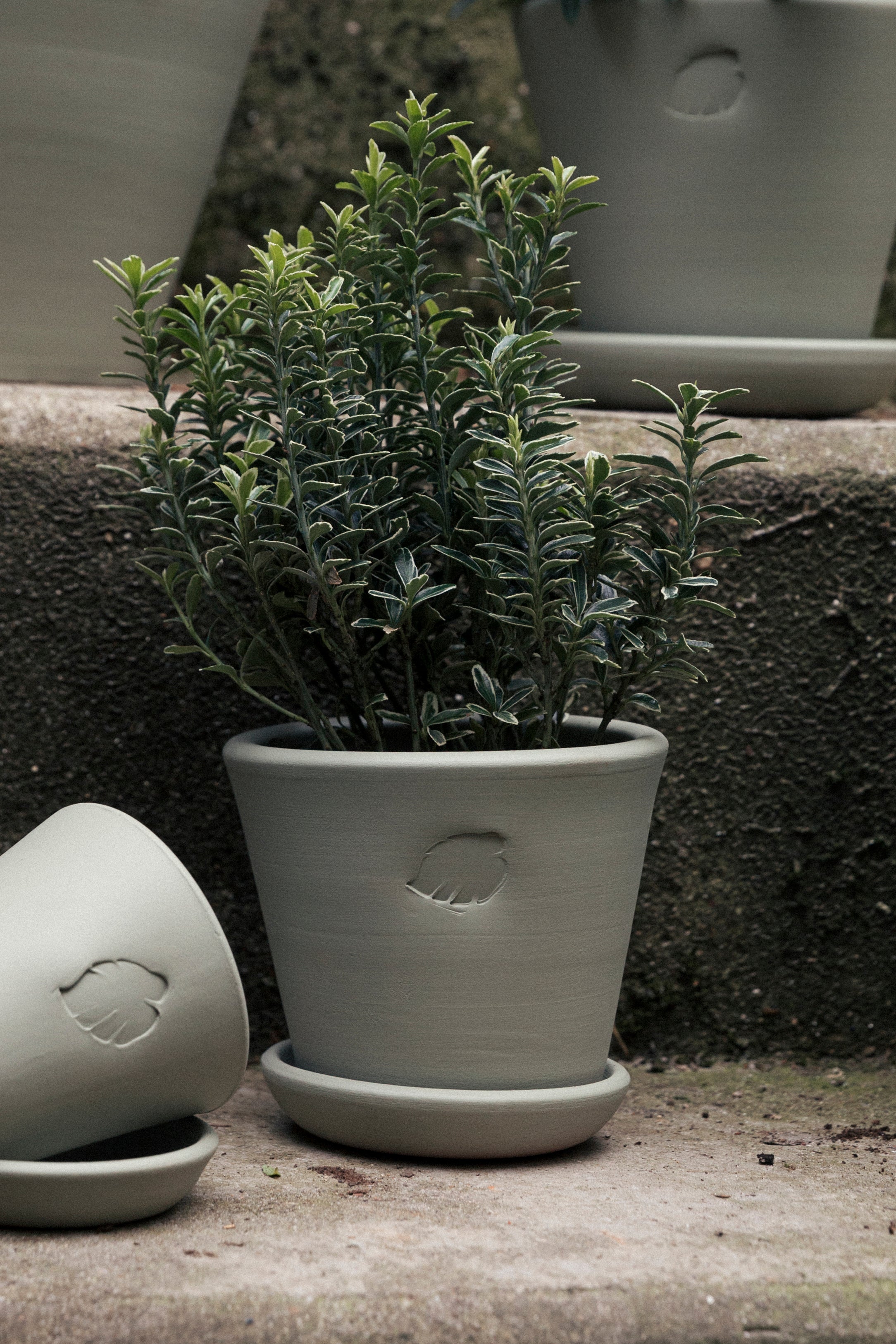 Jungleous-Mint Saksı 14 cm (Tabaklı)-Saksı-2-Milagron.com